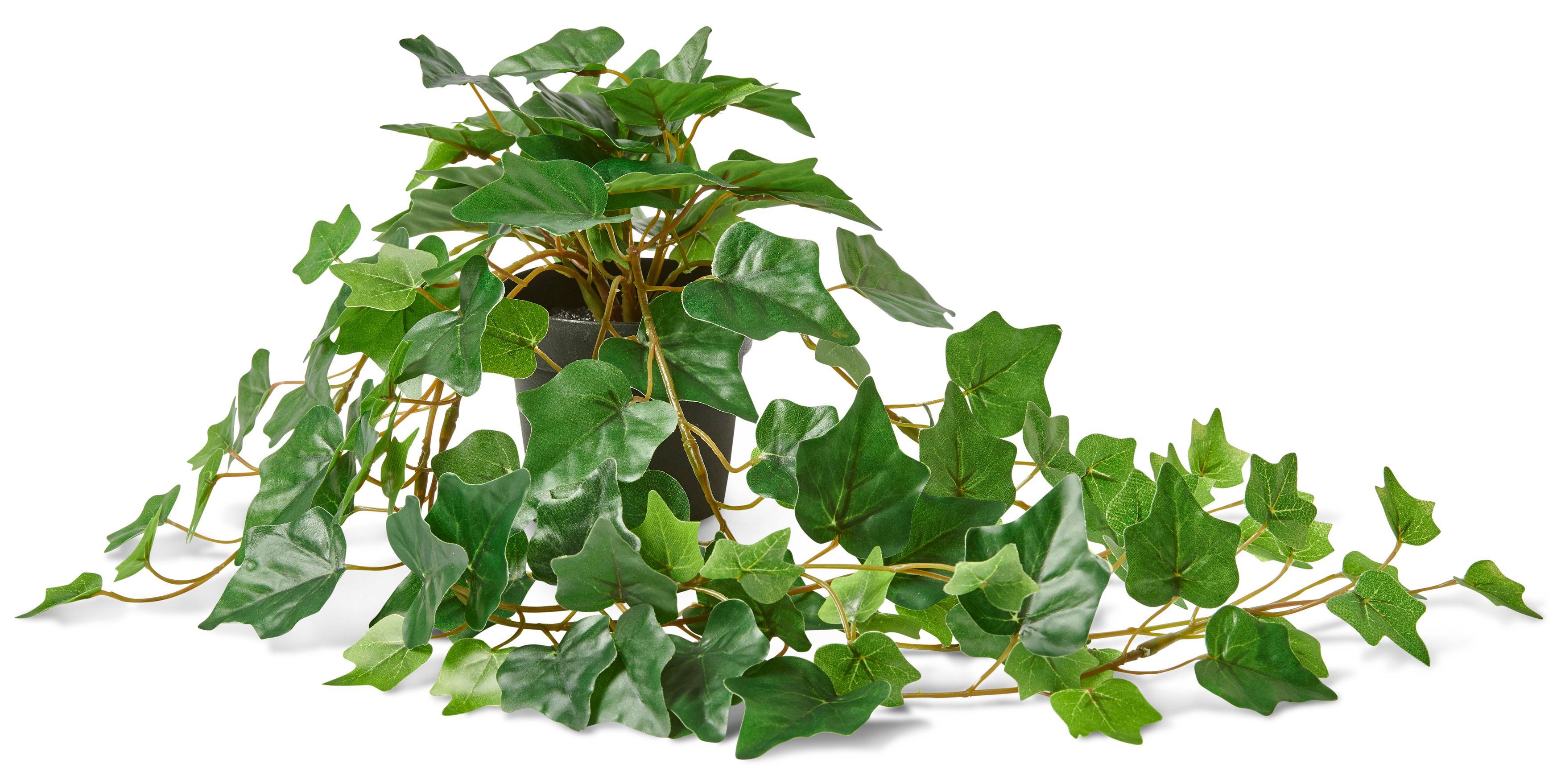 Murgröna Konstväxt i kruka