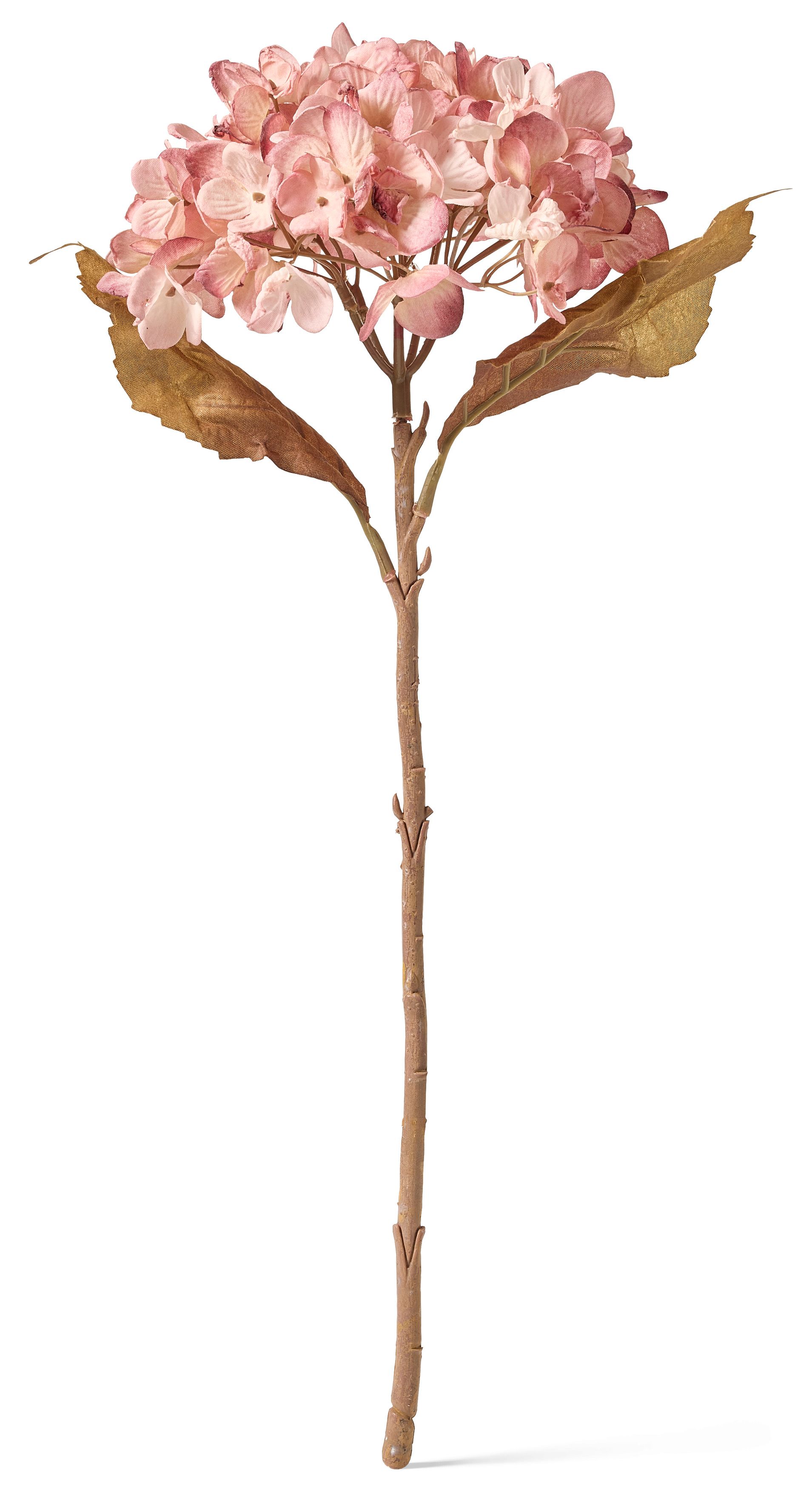 Hortensia Konstväxt