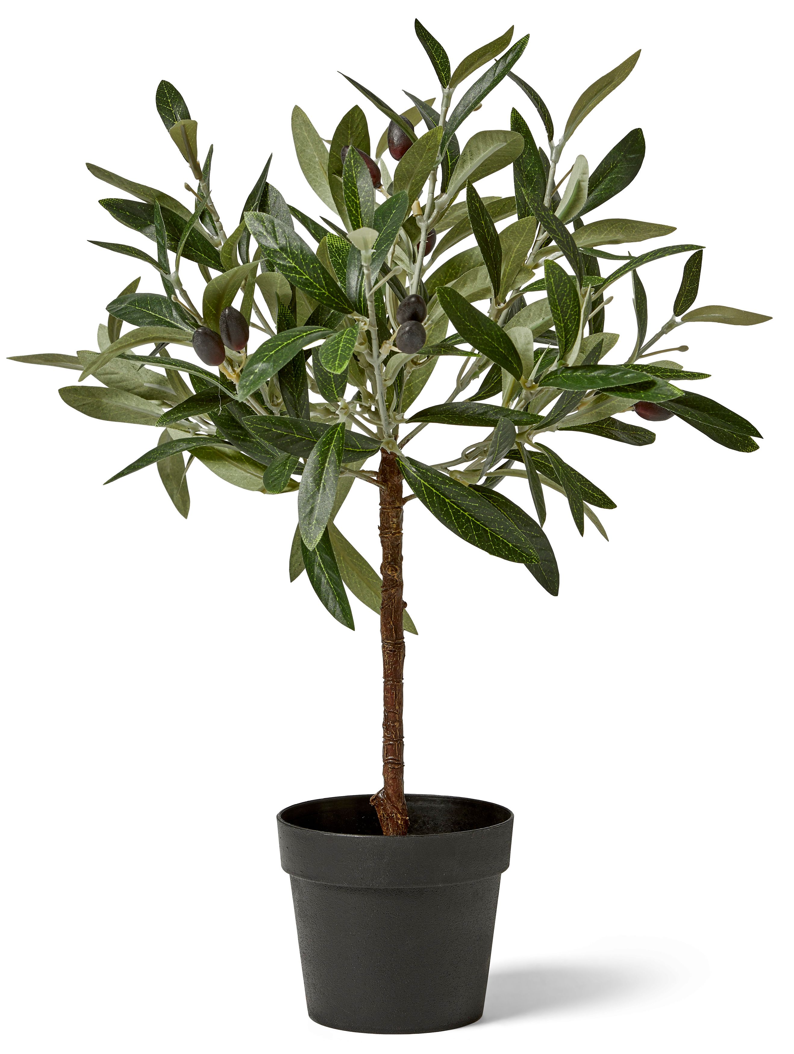 Olivträd Konstväxt i kruka