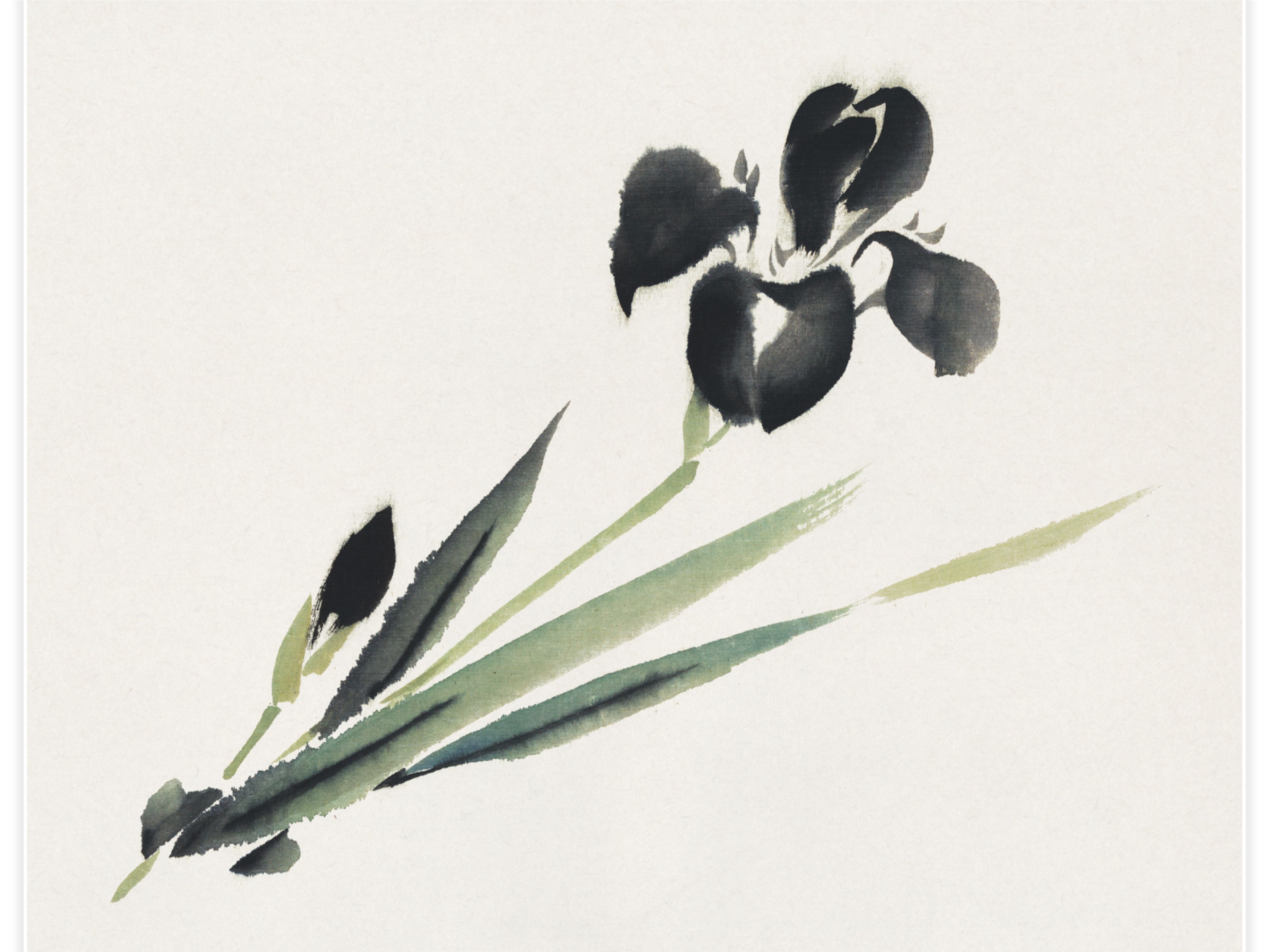 Aesthetic iris Poster