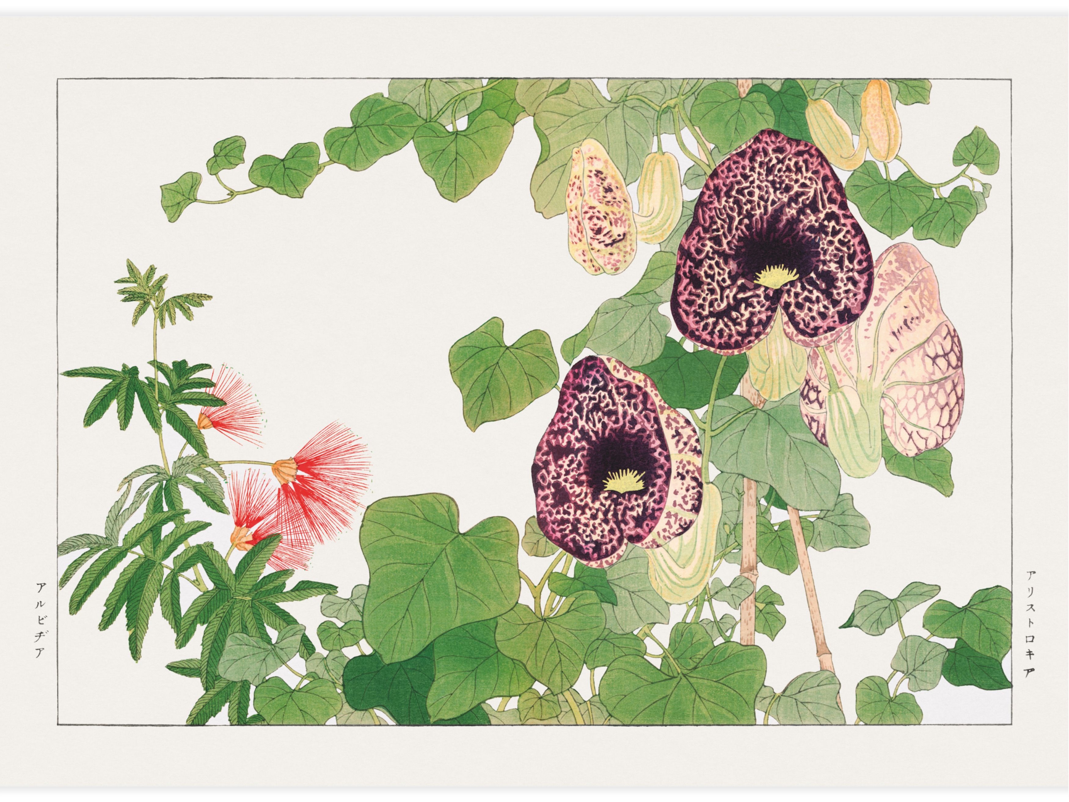 Albizia & Aristolochia flower Poster