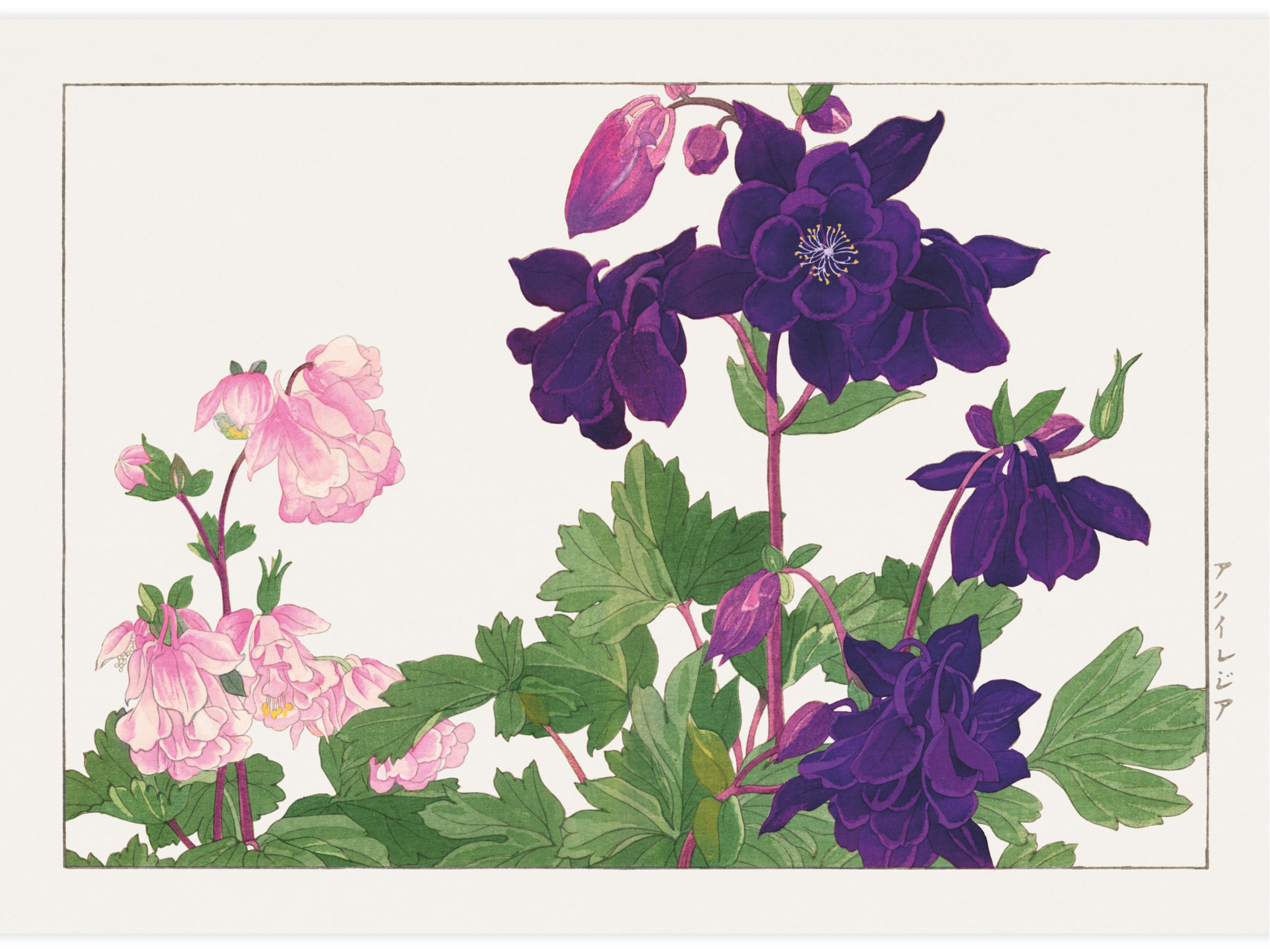 Aquilegia flower Poster