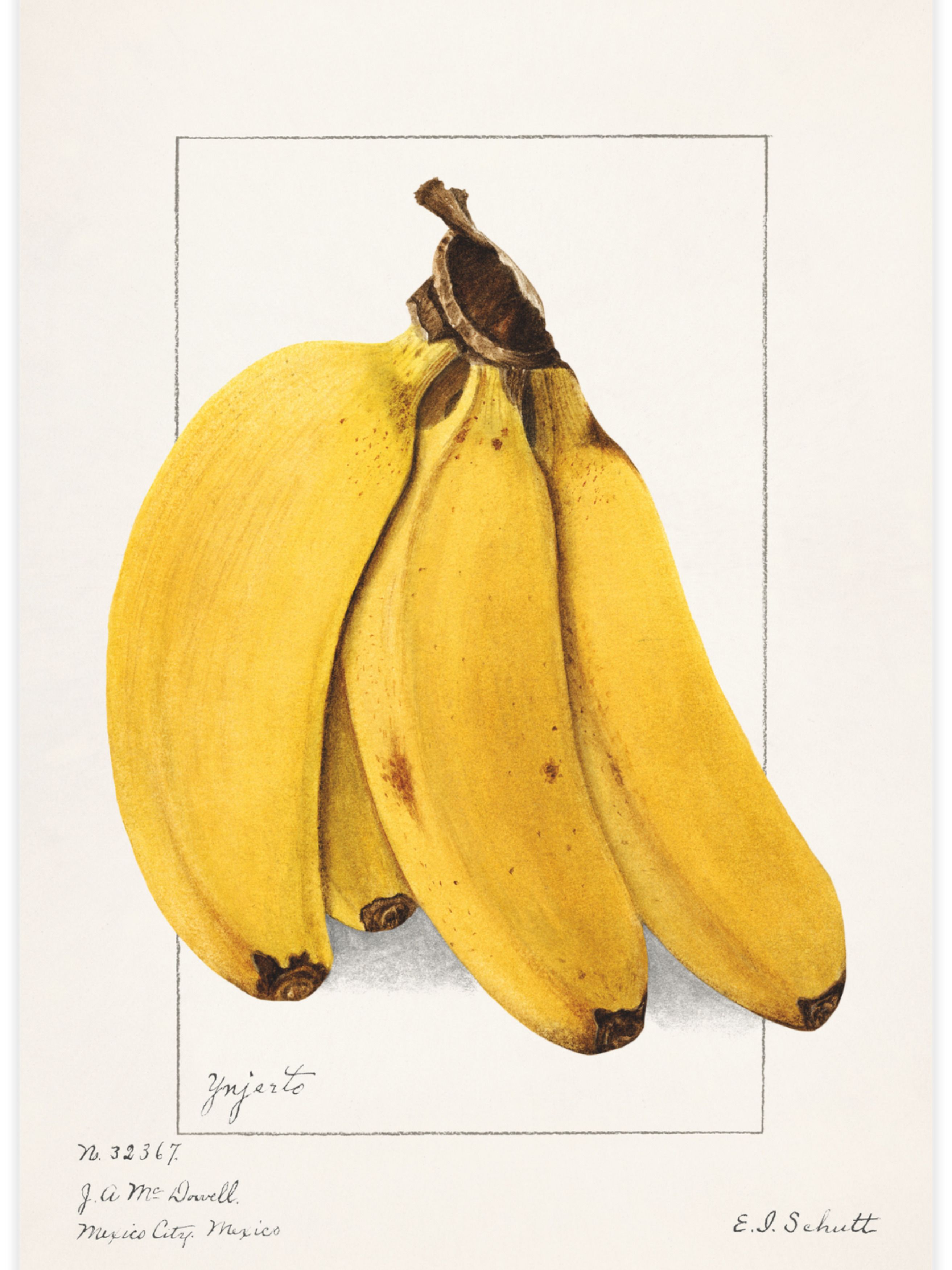 Bananas (Musa) Poster