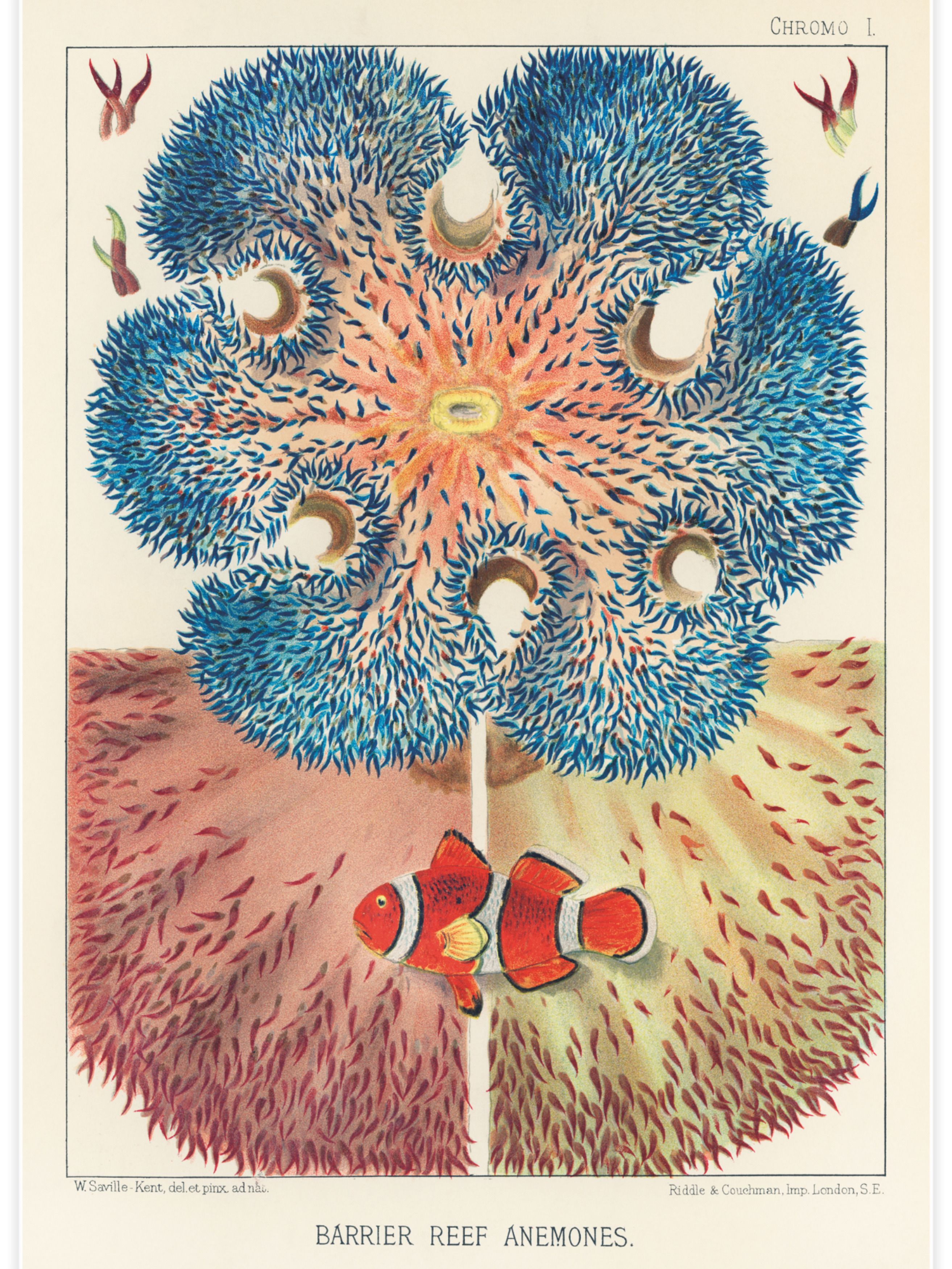 Barrier Reef Anemones Poster