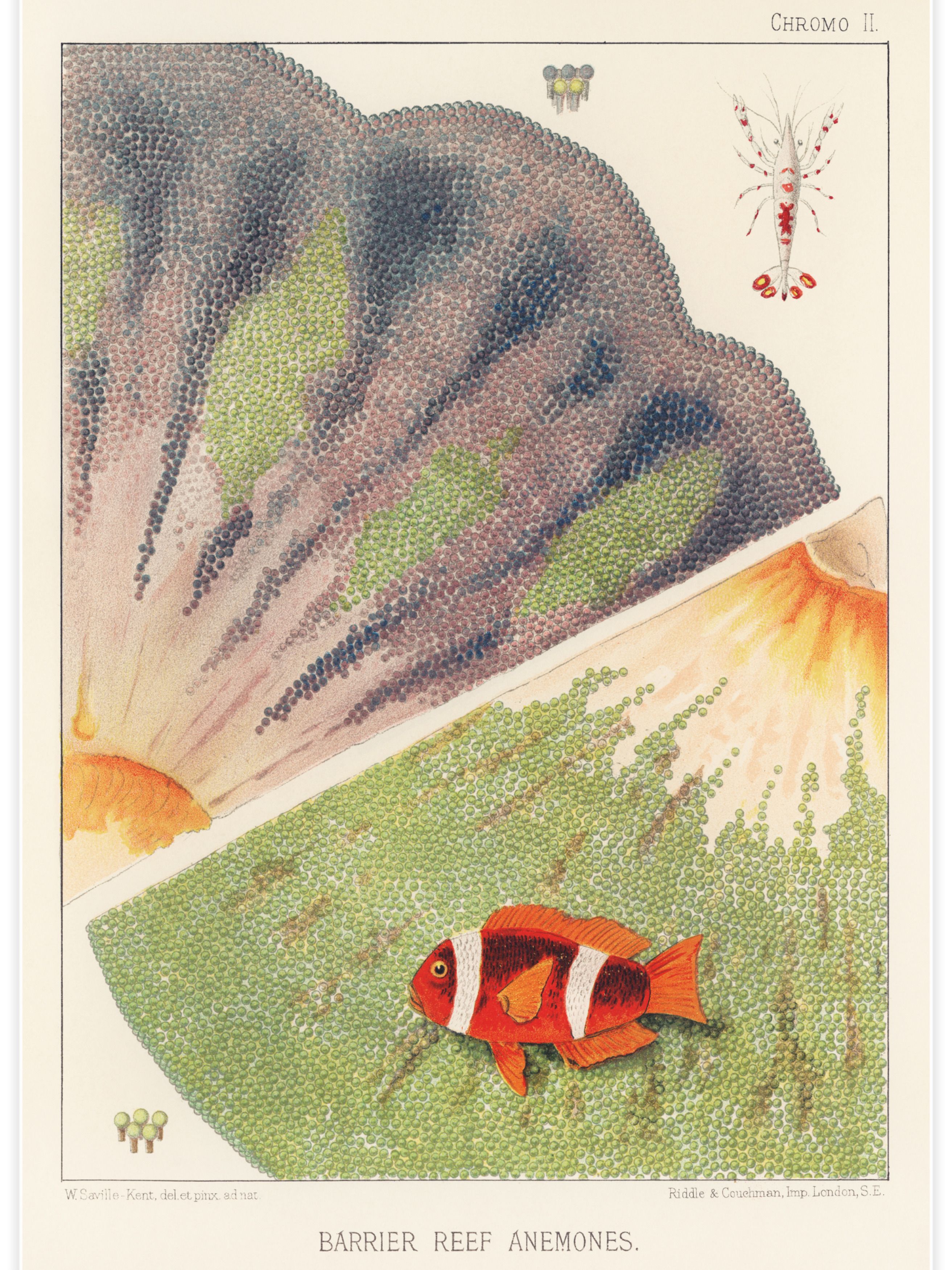 Barrier Reef Anemones No.2 Poster