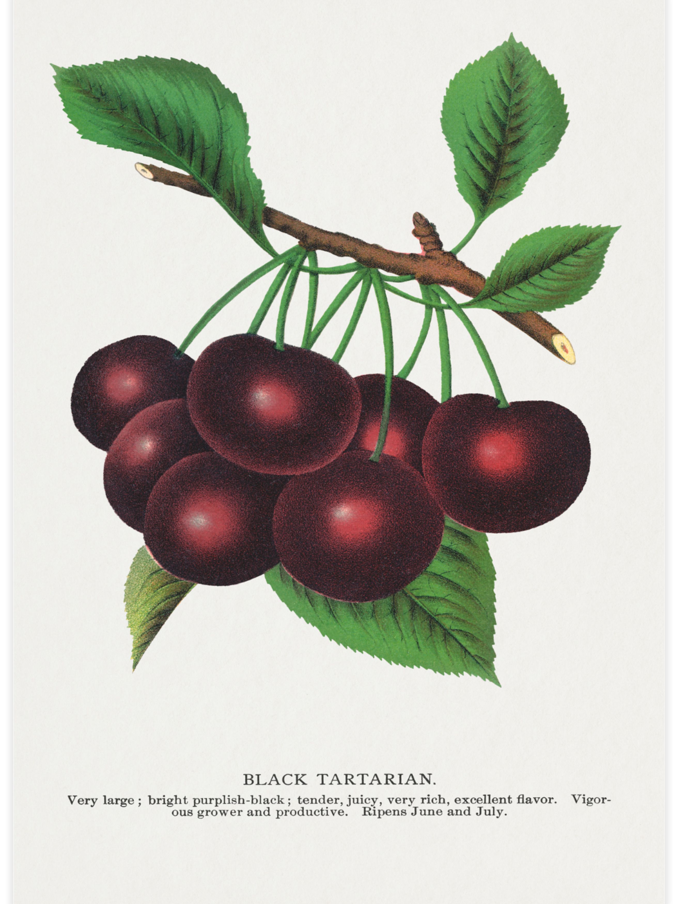 Black Tartarian Poster