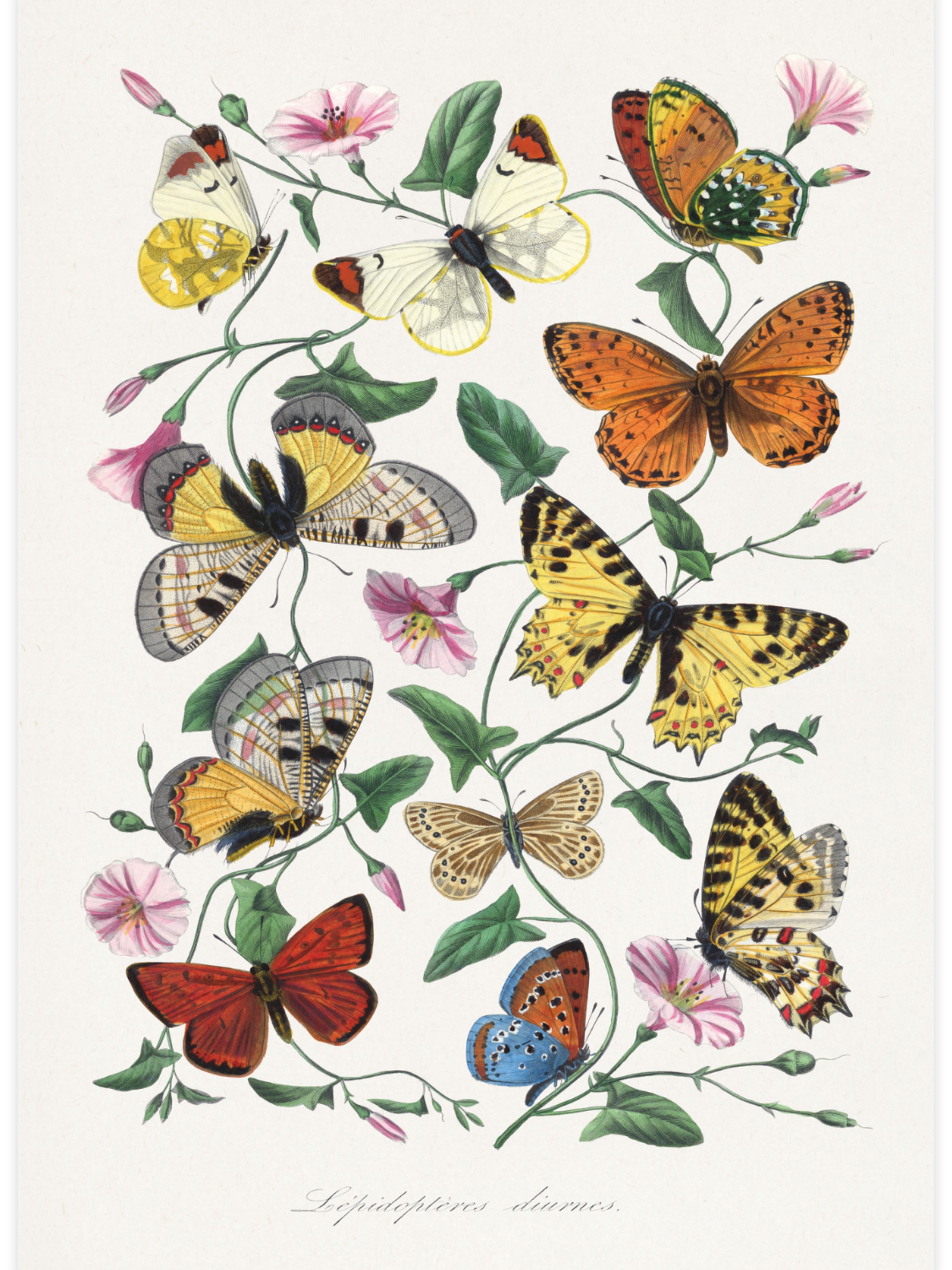 Butterfly and moth painting Poster