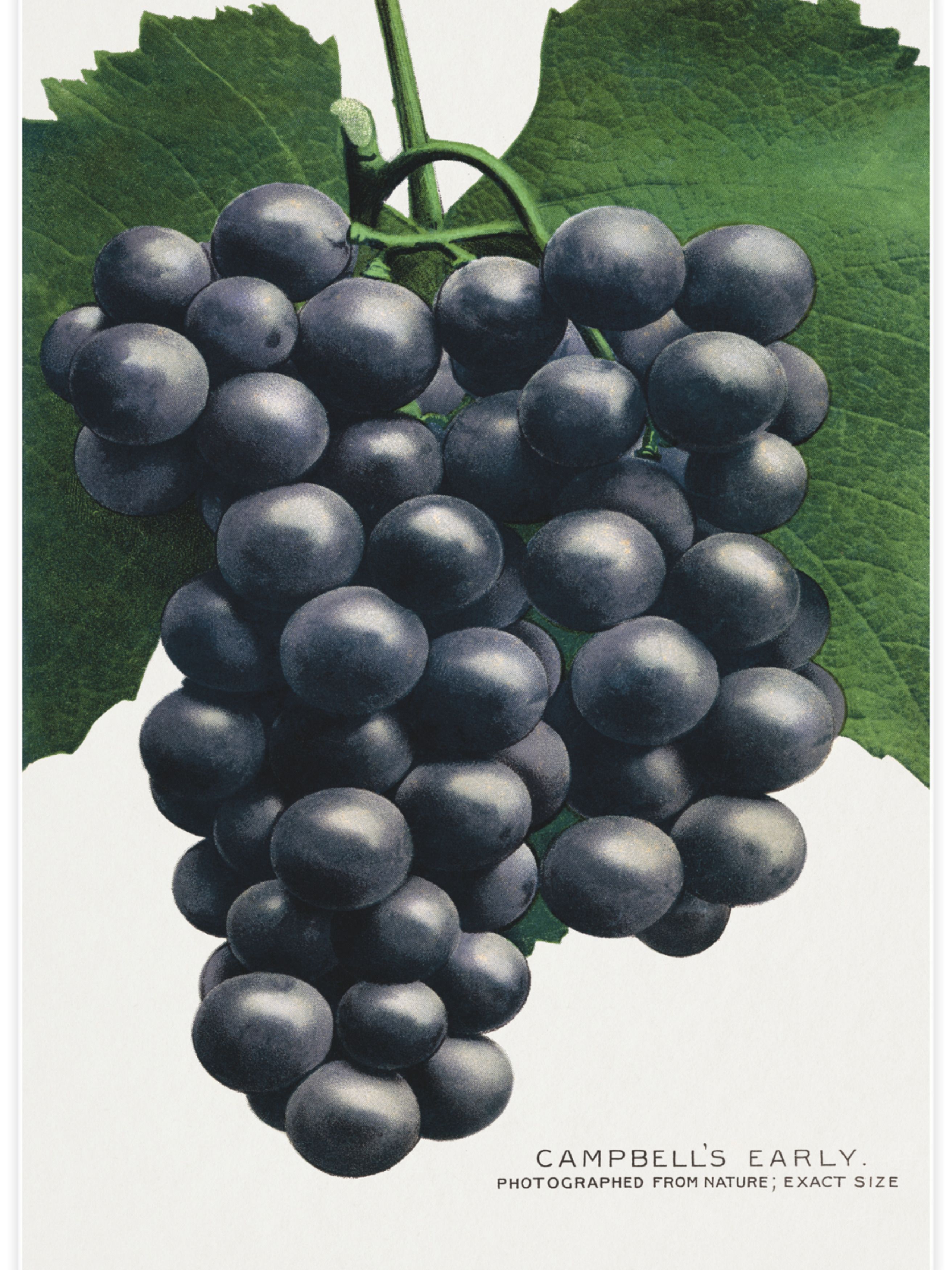 Campbell's Early grape Poster