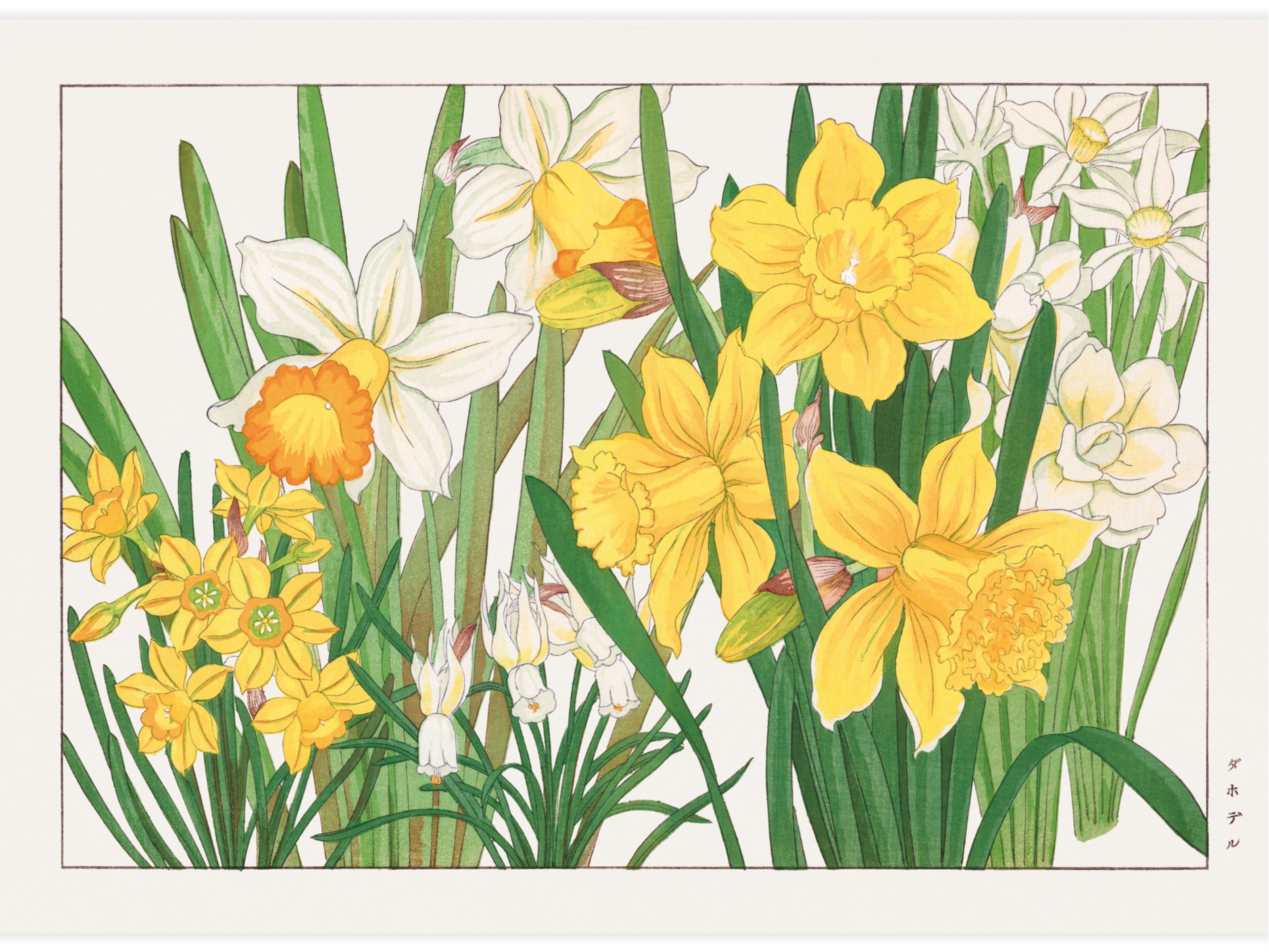Daffodil flower Poster