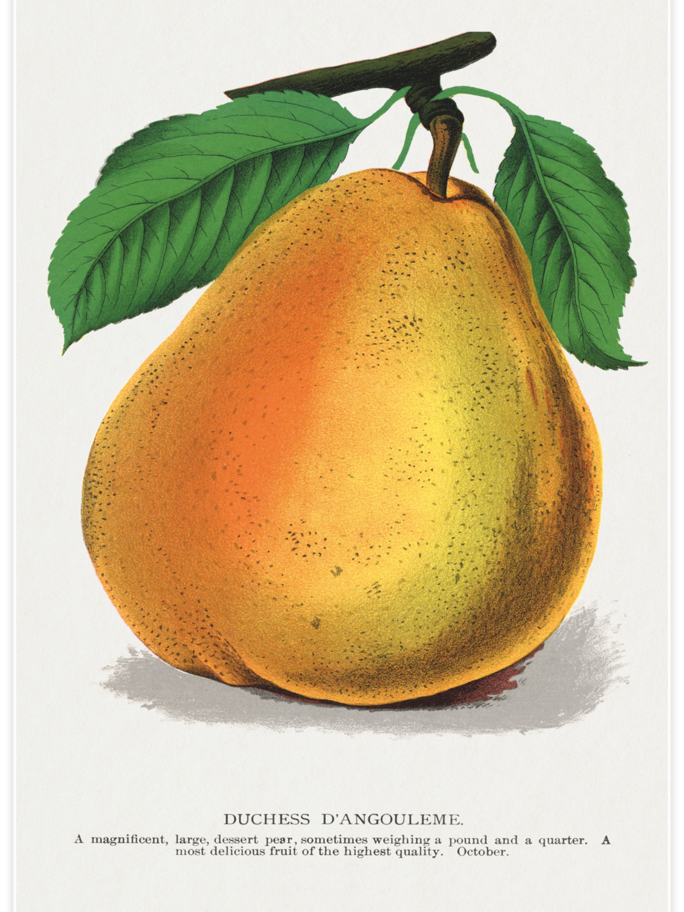 Duchess D’Angouleme Pear Poster