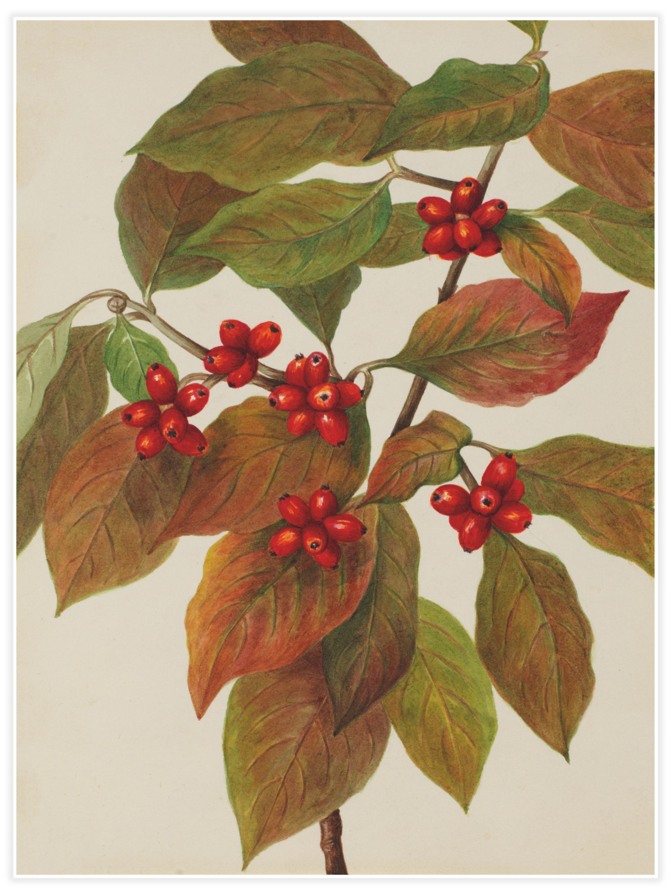 Flowering Dogwood (Cornus florida) Poster