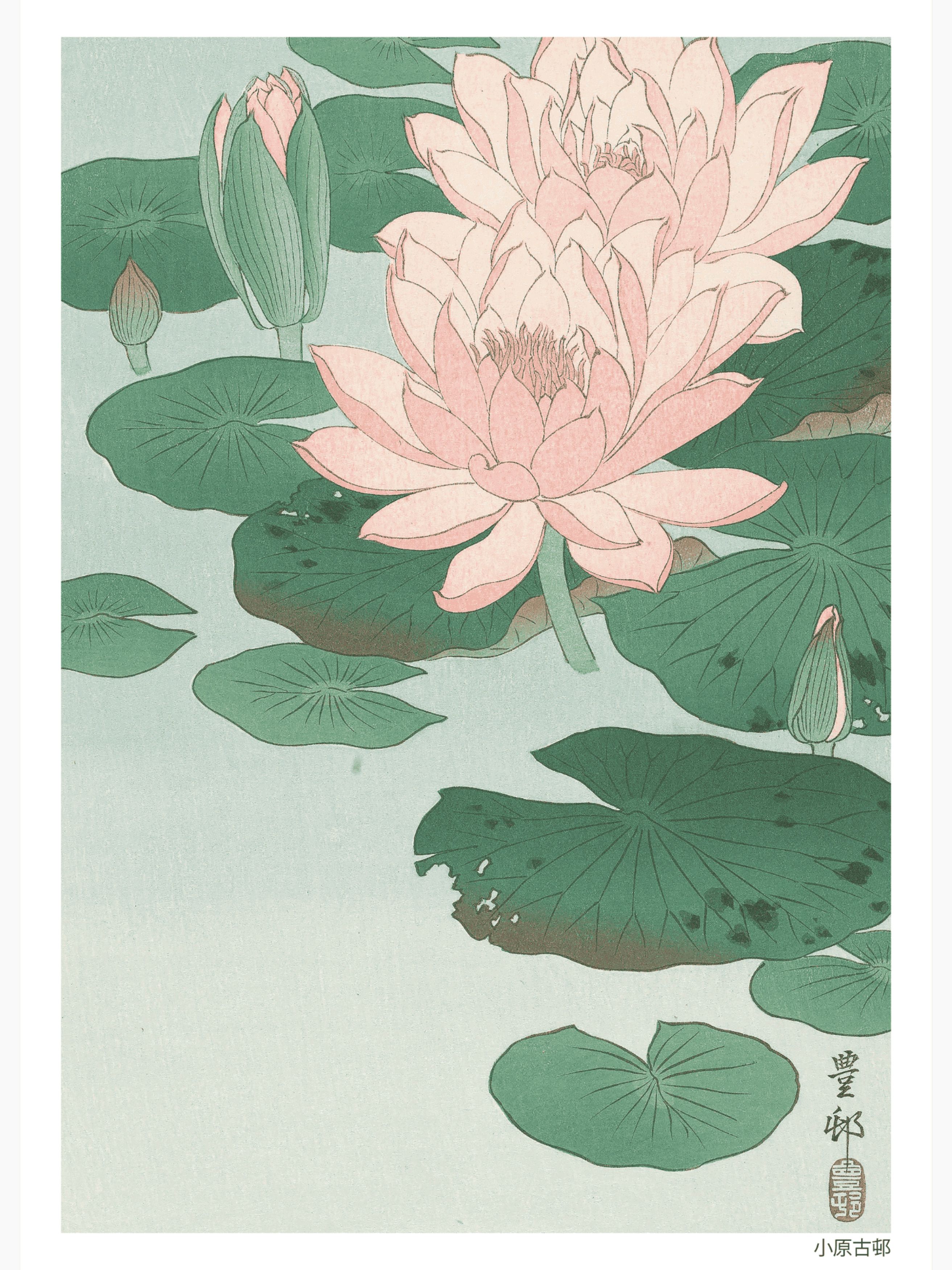 Flowering Water Lily Poster