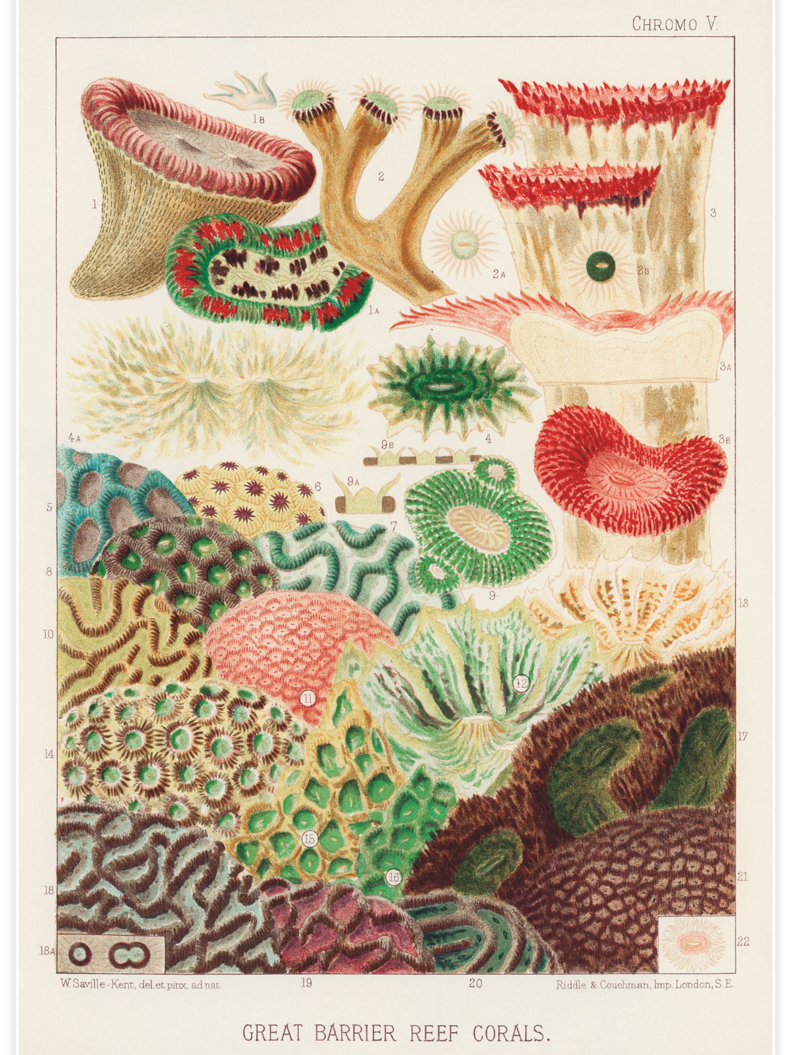 Great Barrier Reef Corals Poster