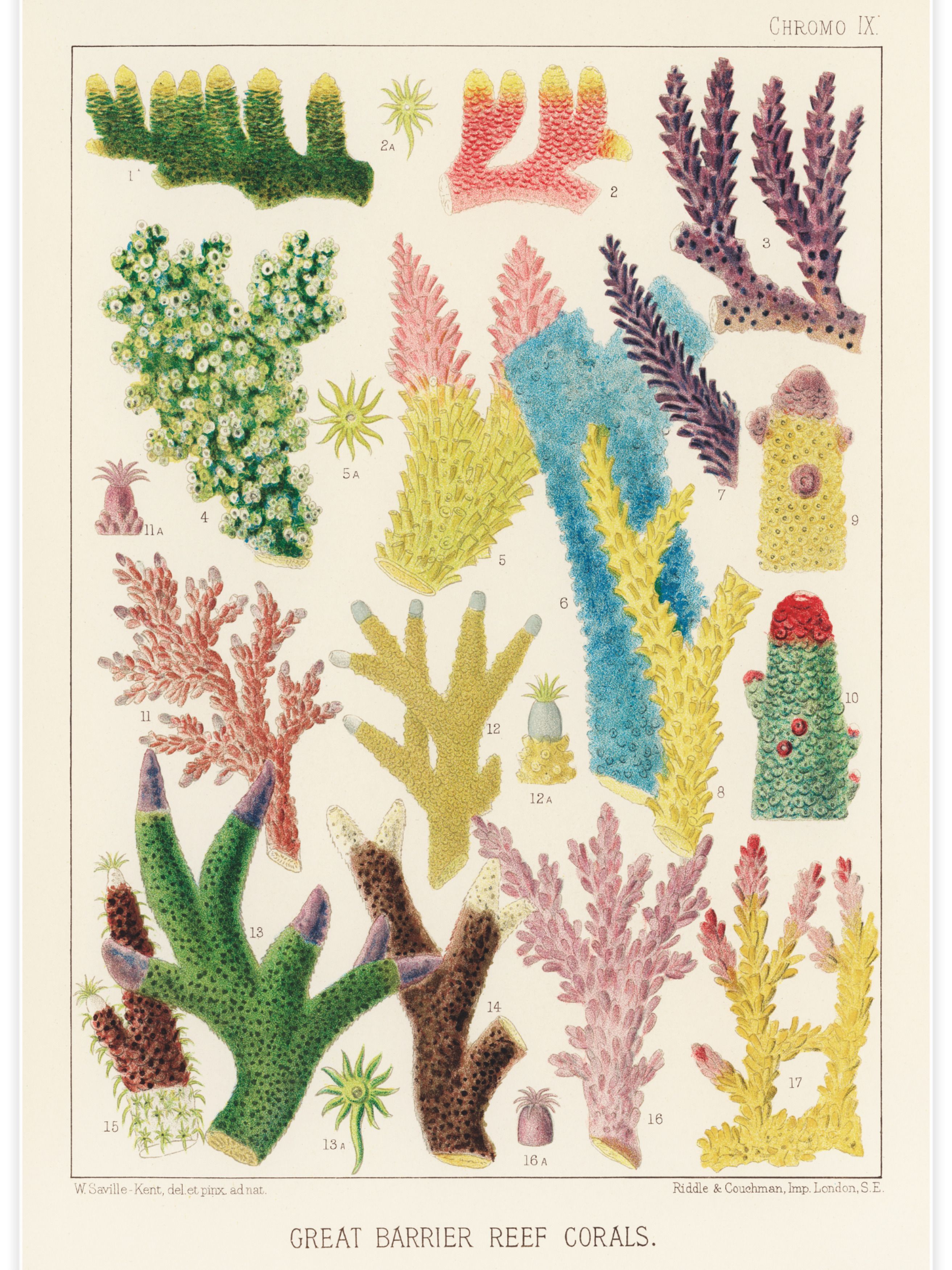 Great Barrier Reef Corals No.3 Poster
