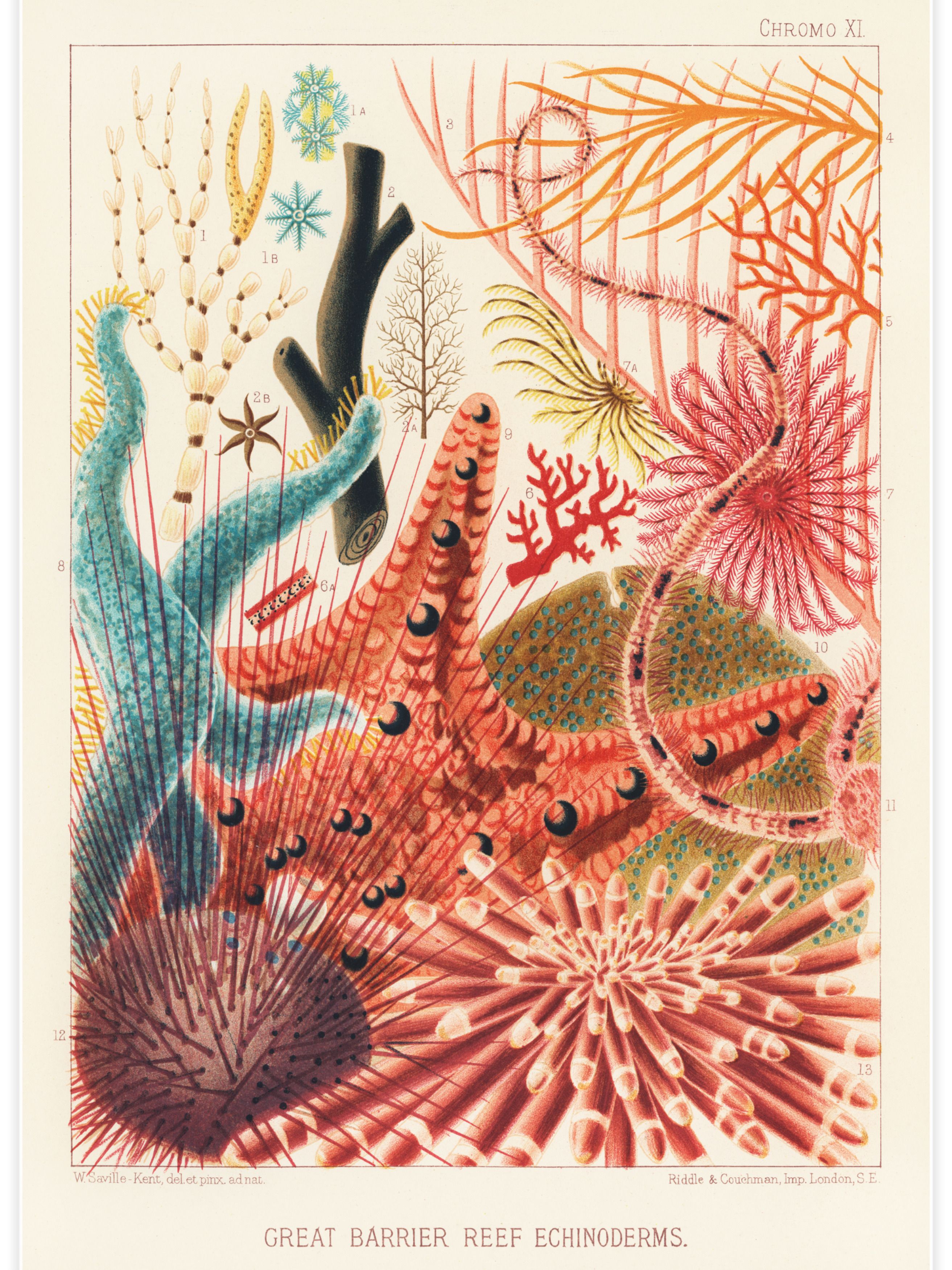 Great Barrier Reef Echinoderms Poster