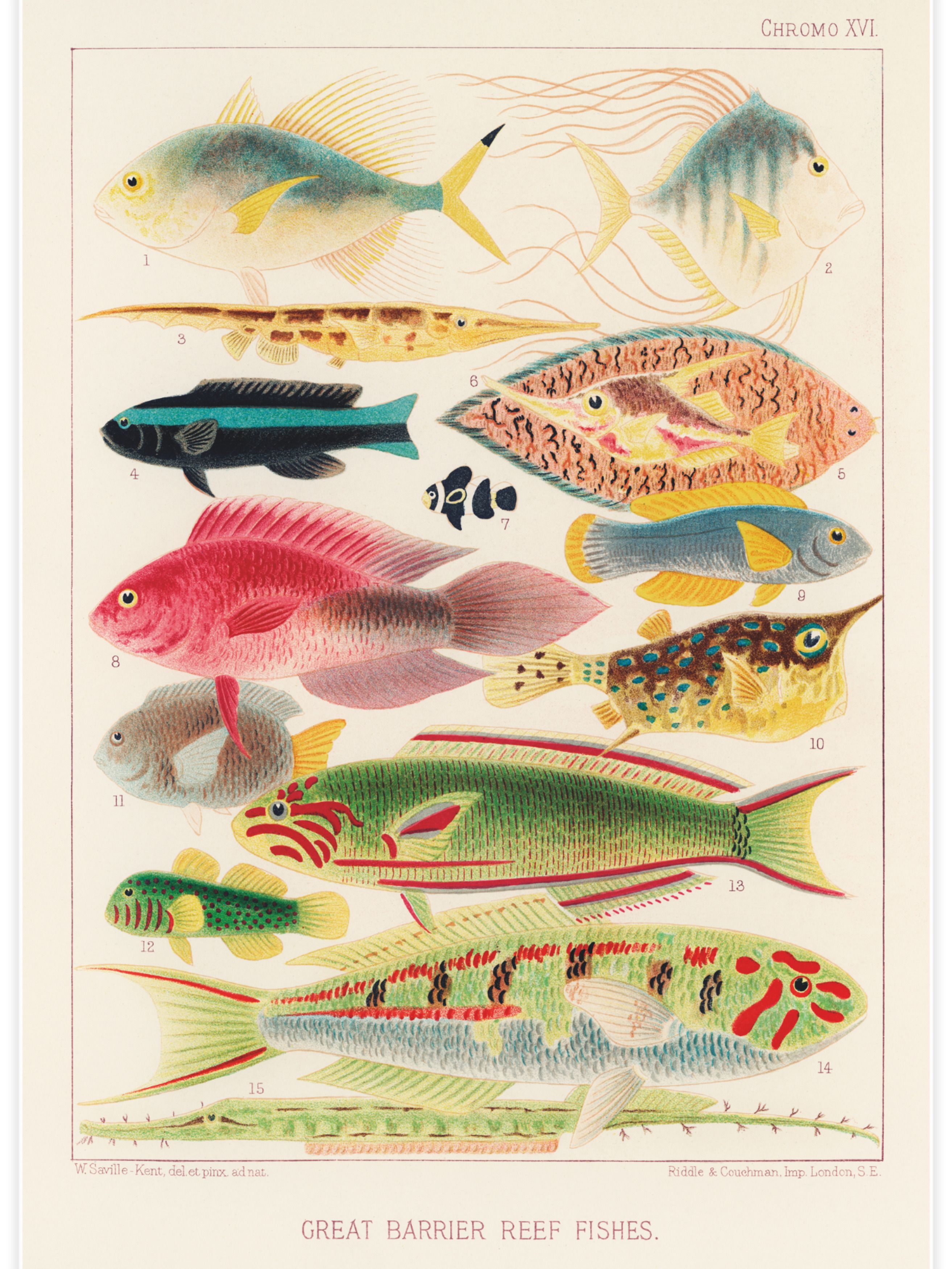 Great Barrier Reef Fishes No.2 Poster