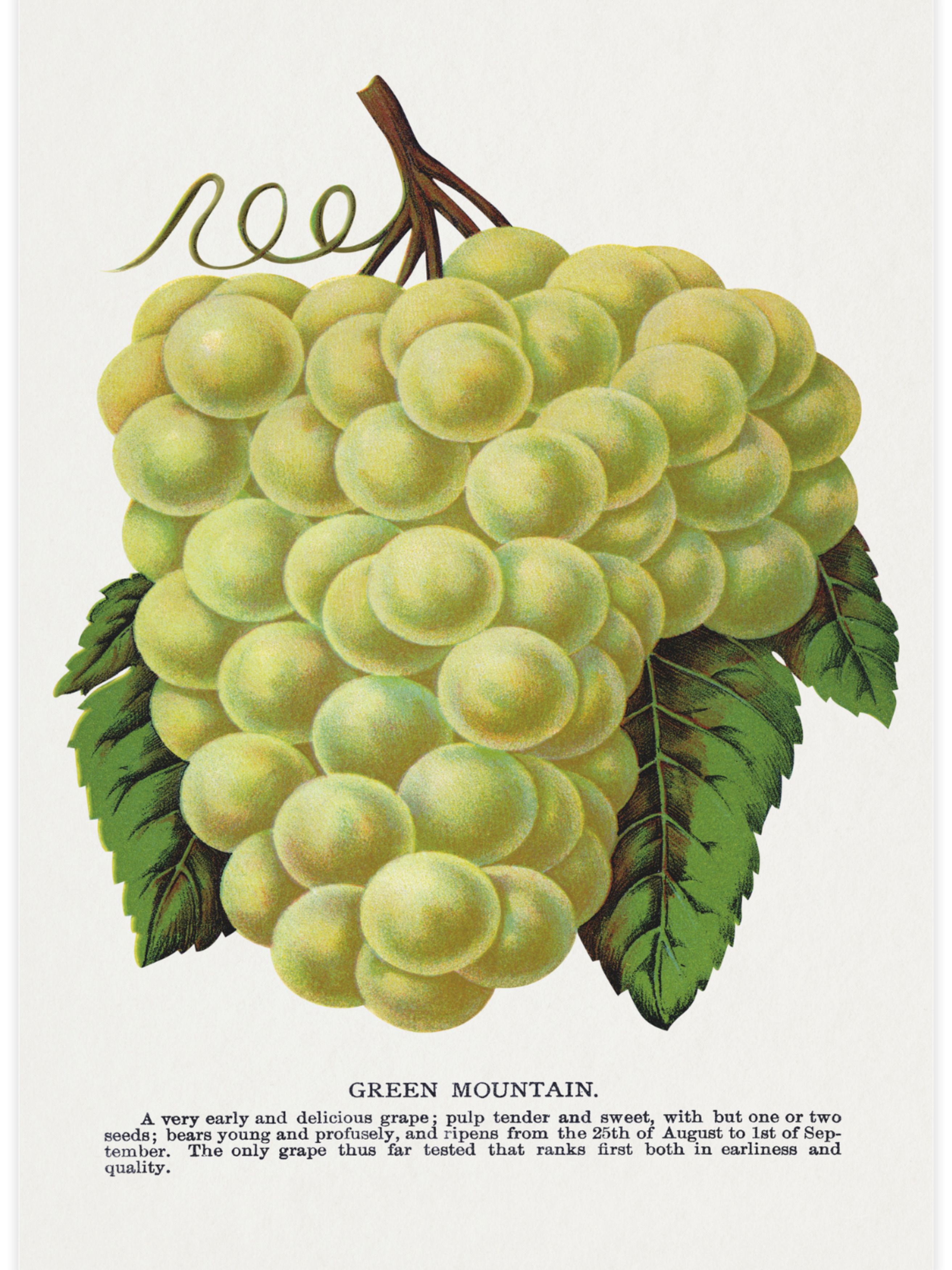 Green Mountain Grape Poster