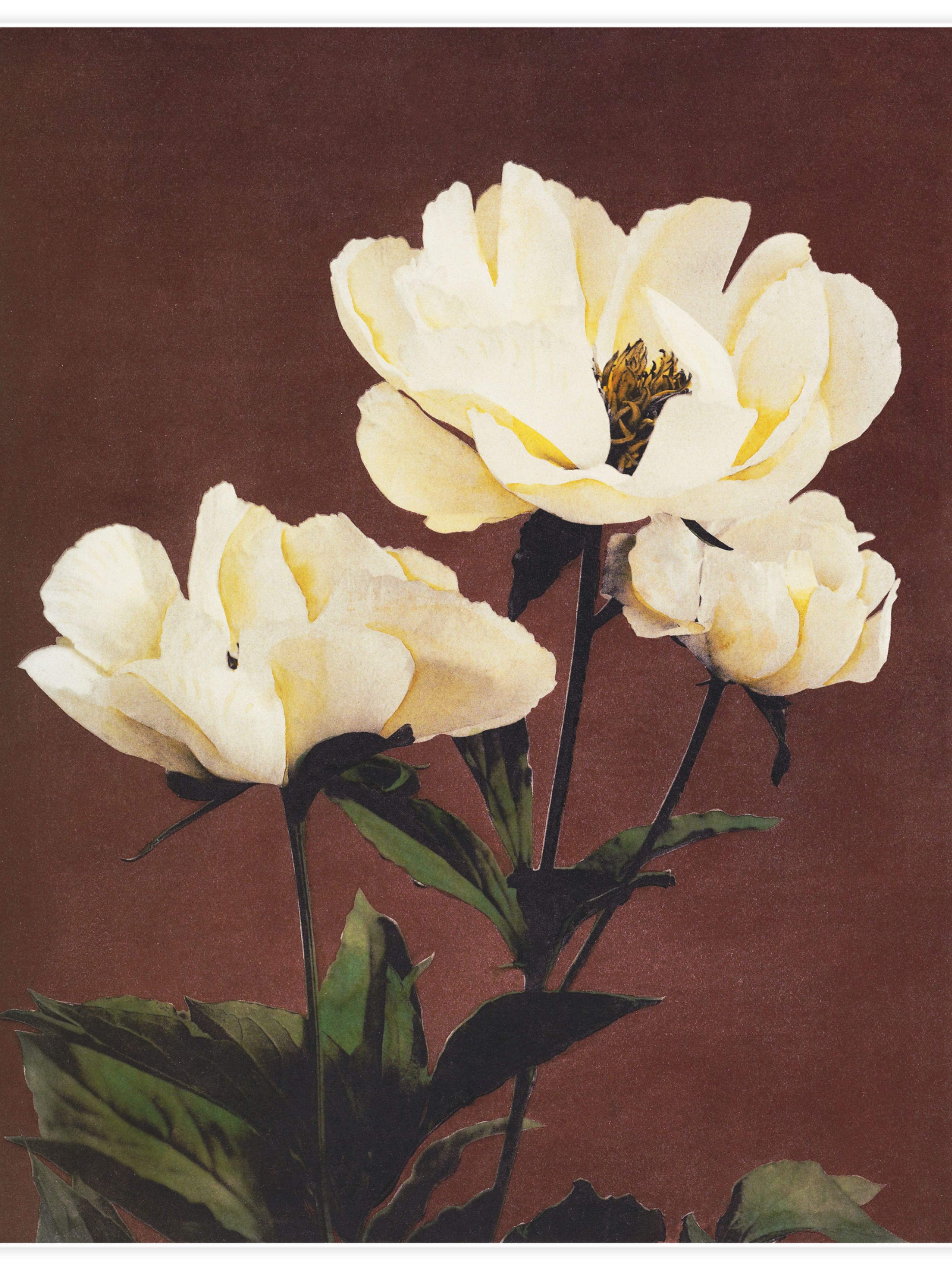 Hærdaceous Peony No.1 Poster