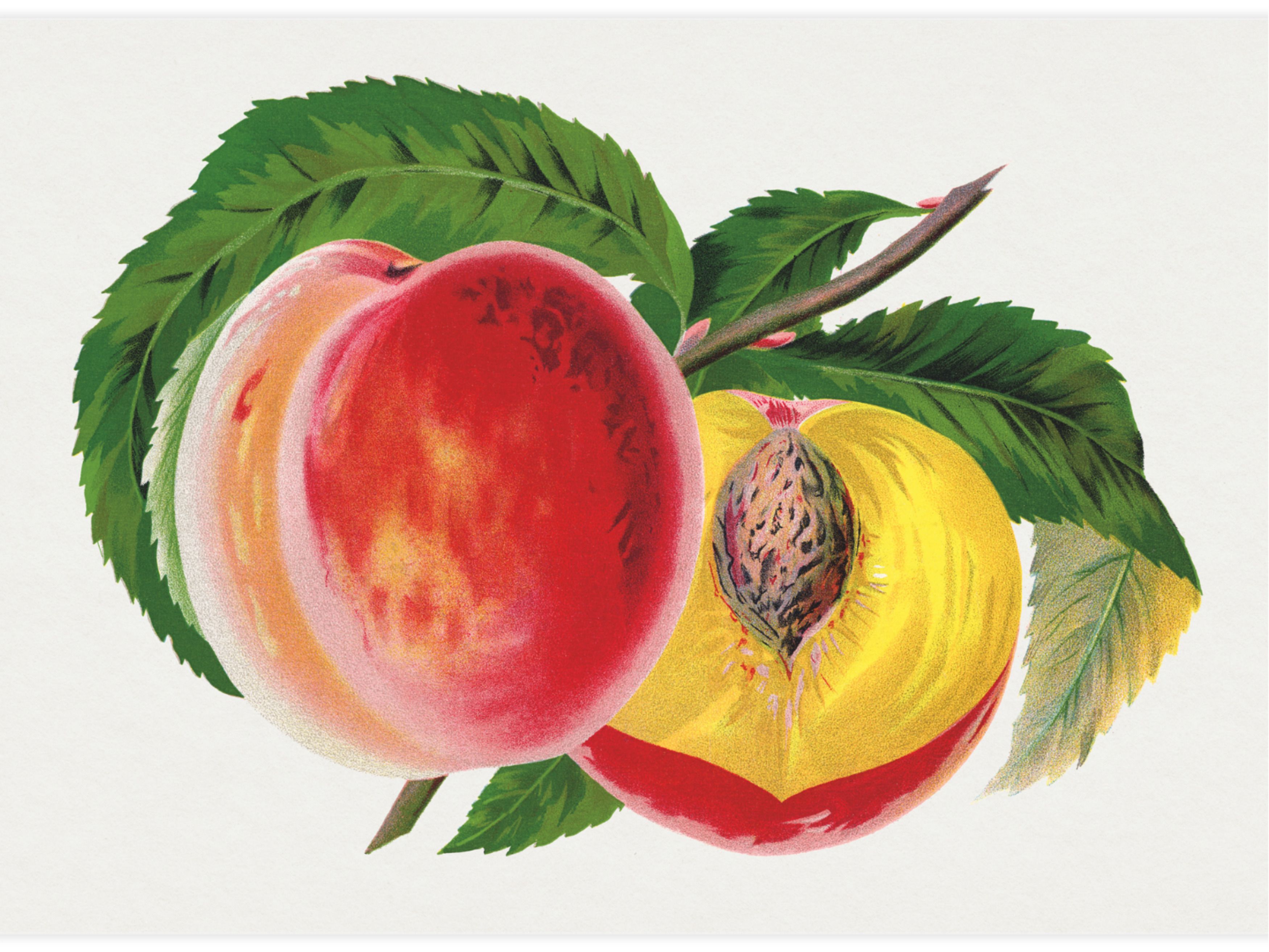 Hale's Hardy Peach Poster