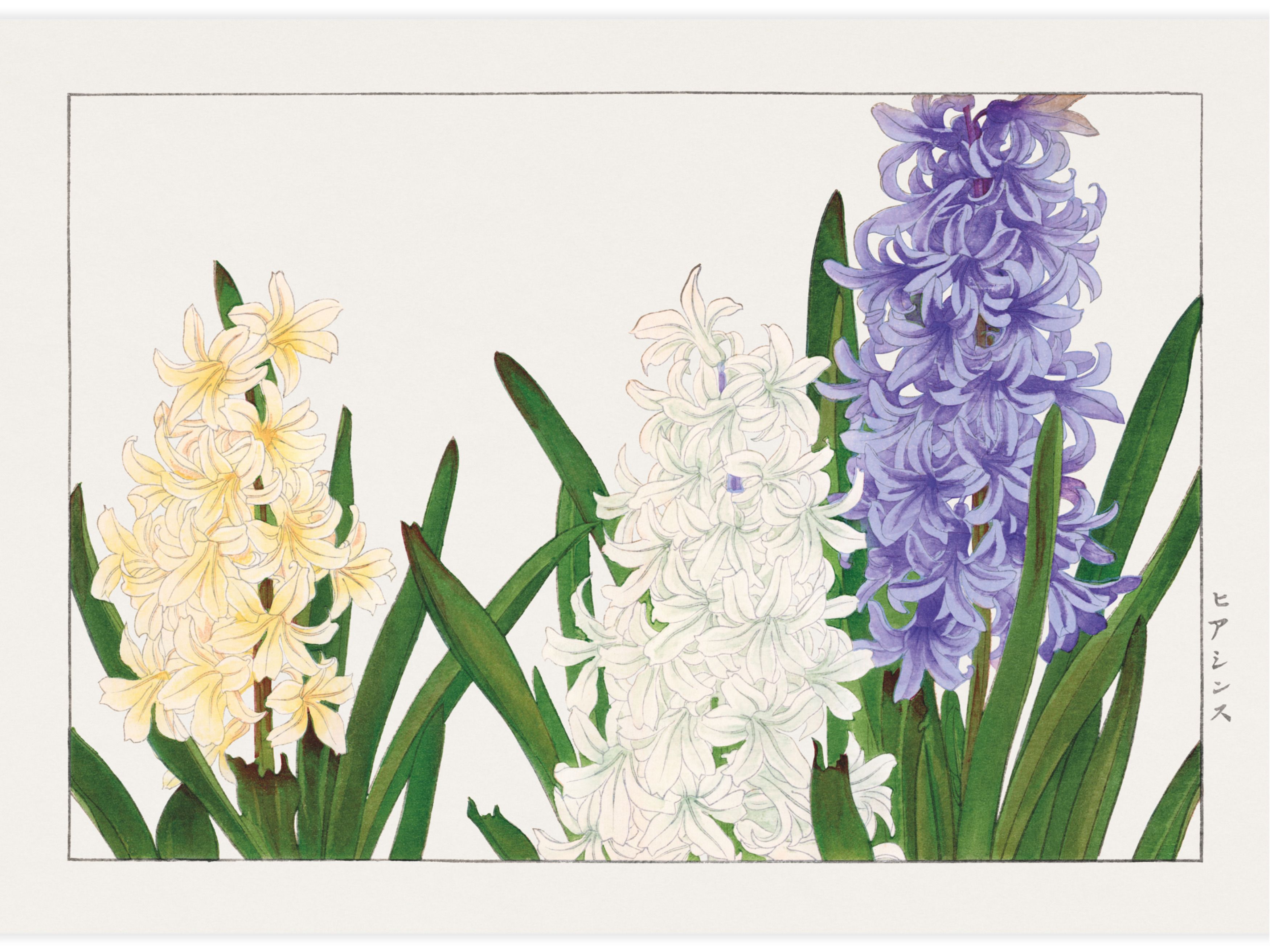 Hyacinth flower Poster
