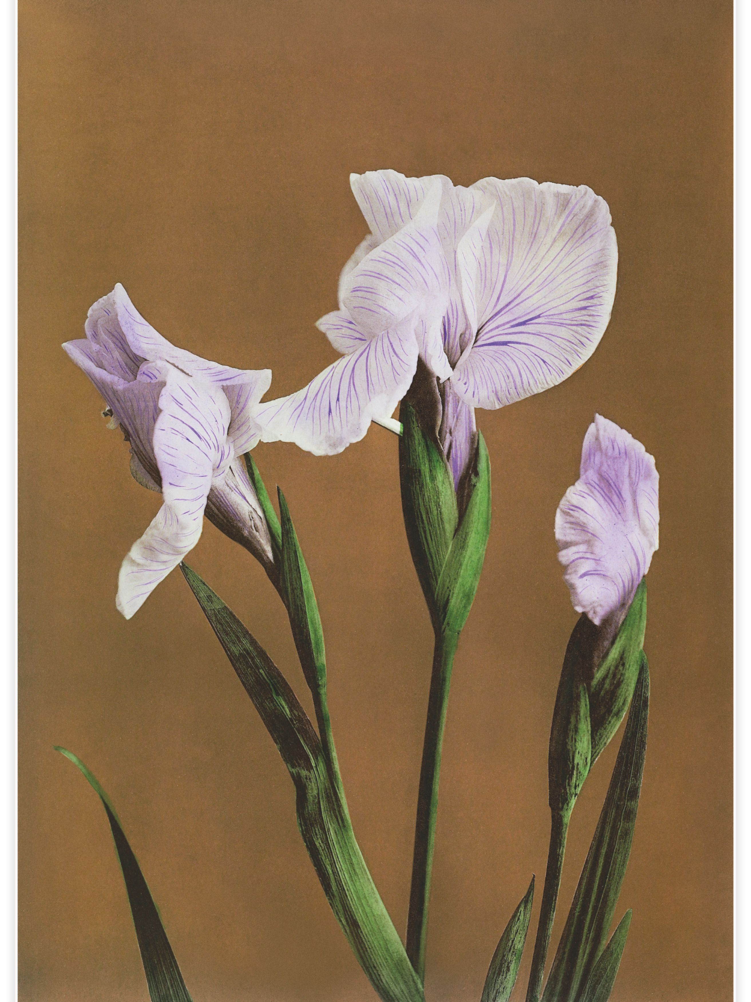 Iris Kæmpferi Poster