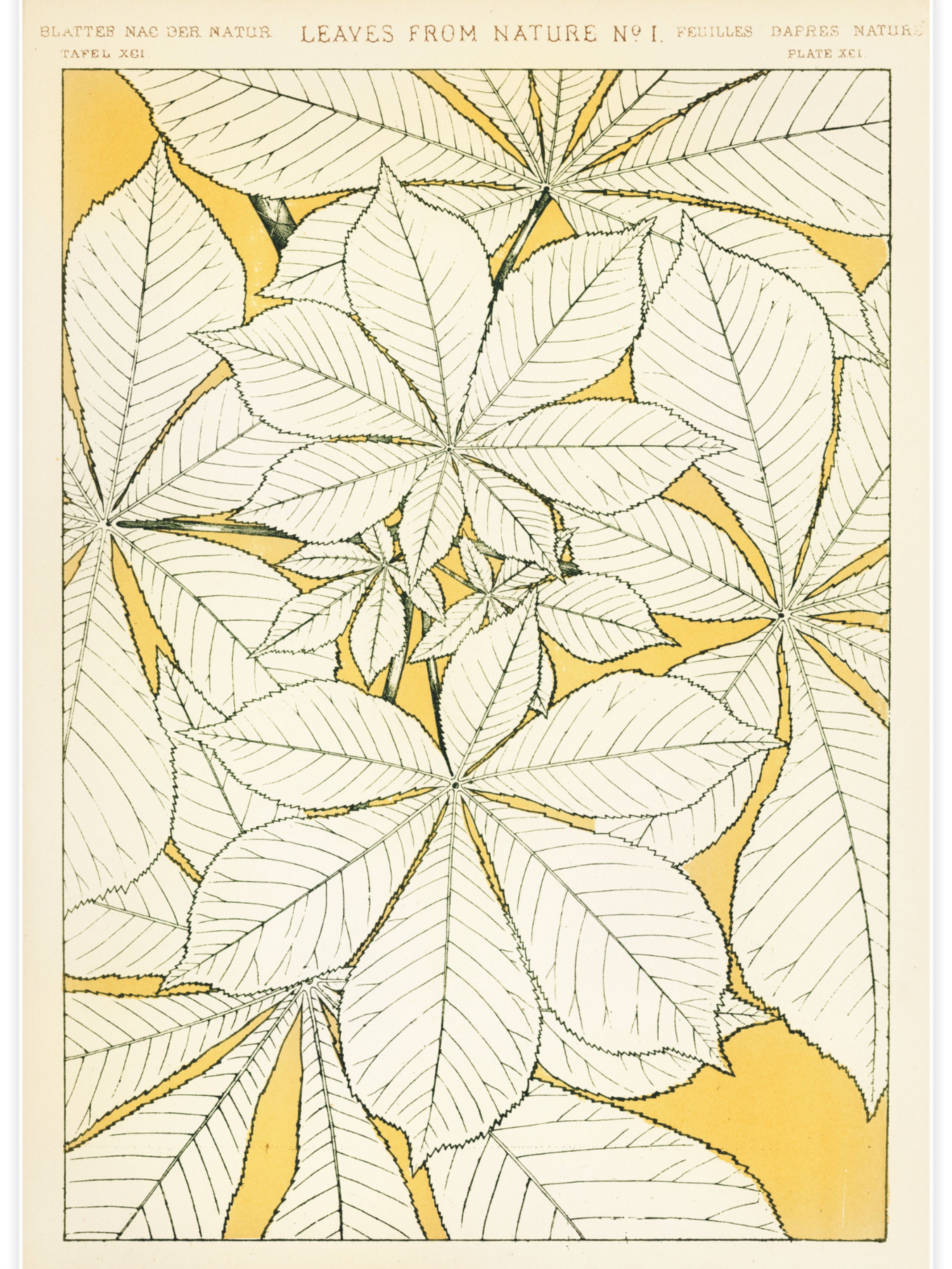 Leaves from Nature No.1 Poster