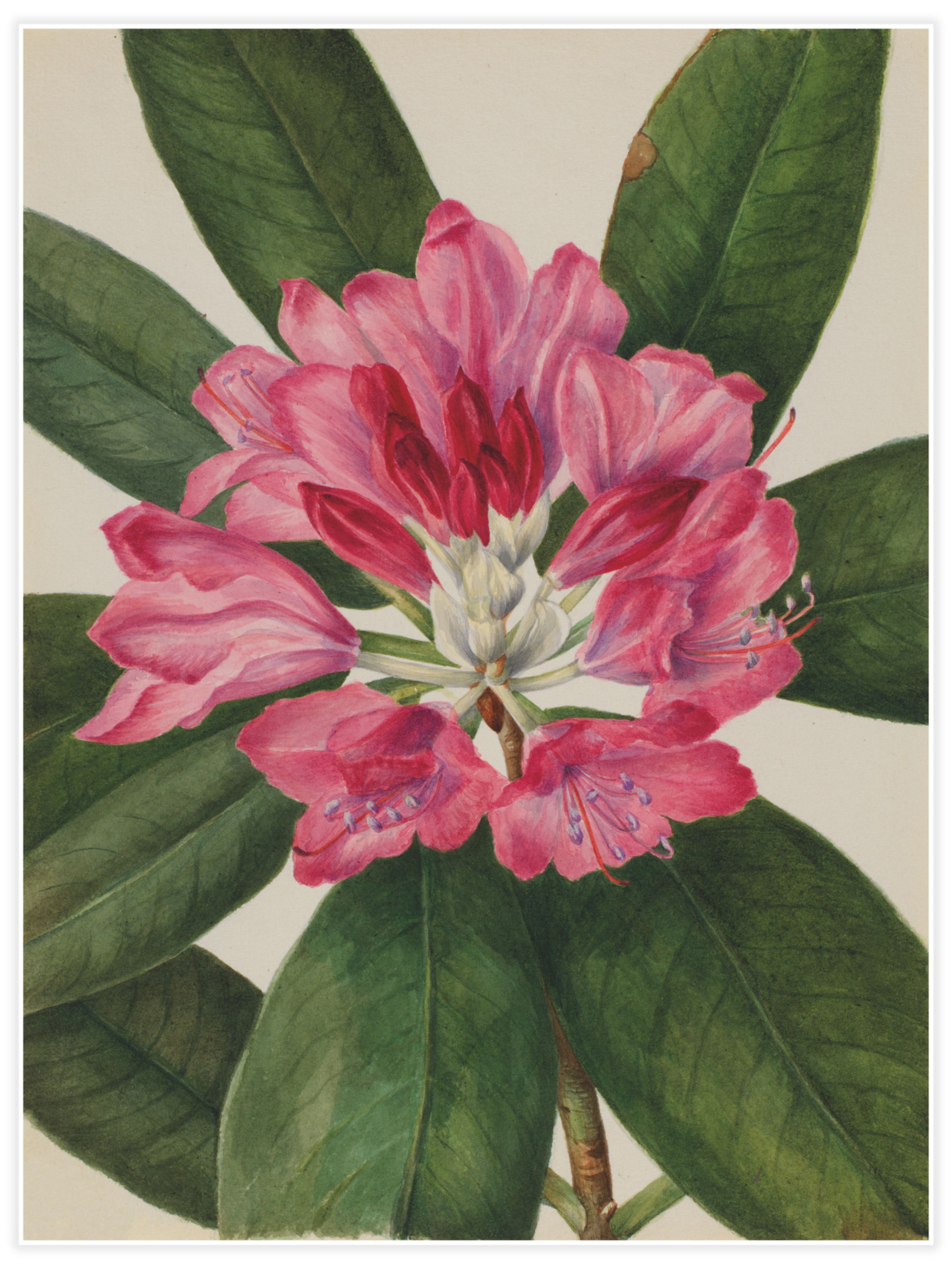 Mountain Rose-Bay (Rhododendron) Poster