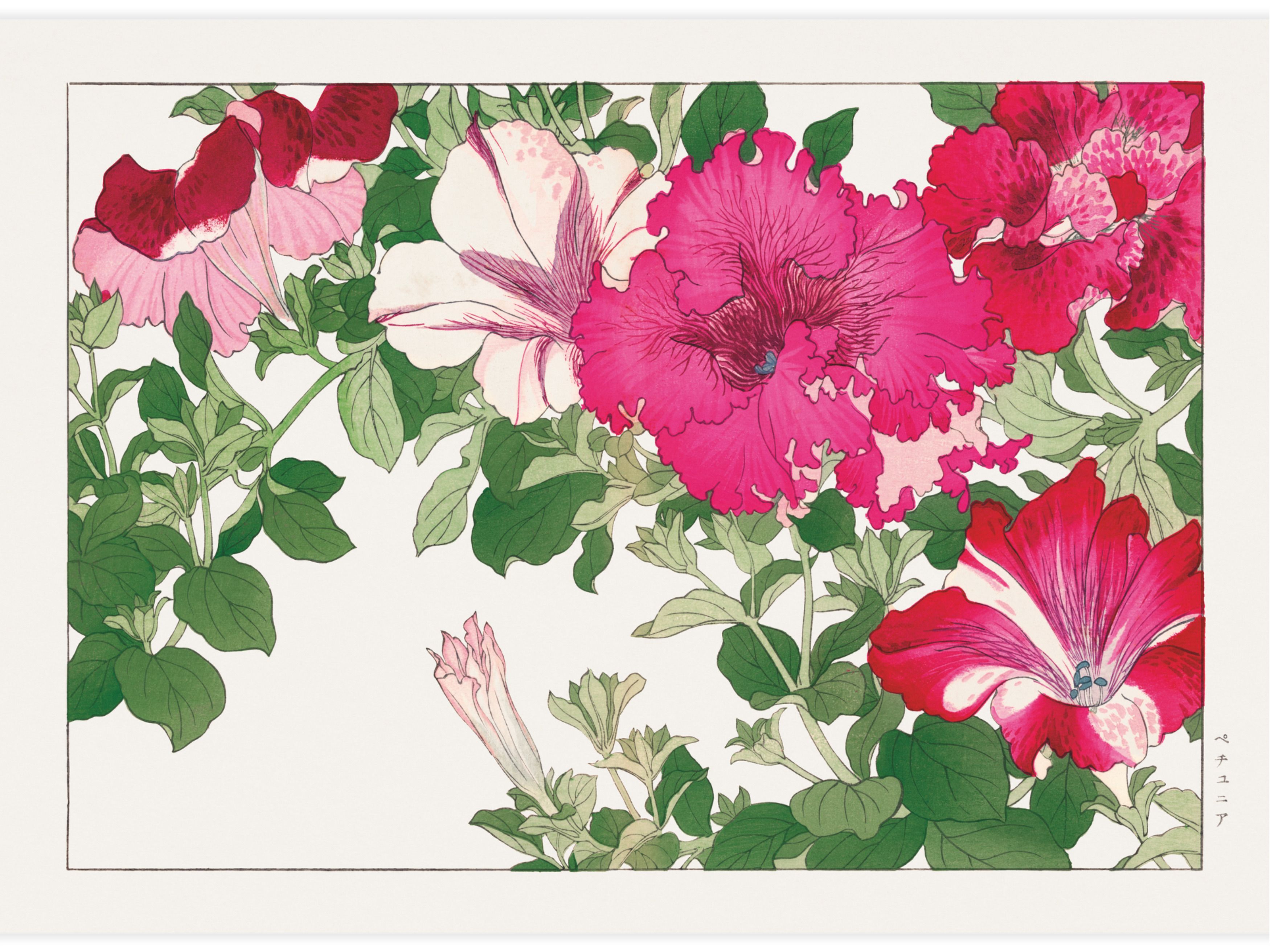 Petunia flower Poster