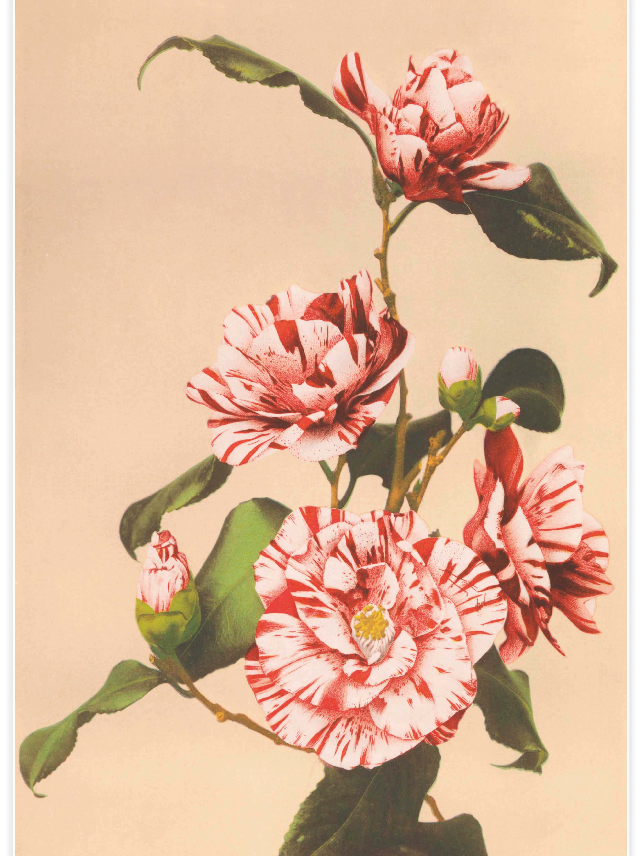Striped Camellias Poster