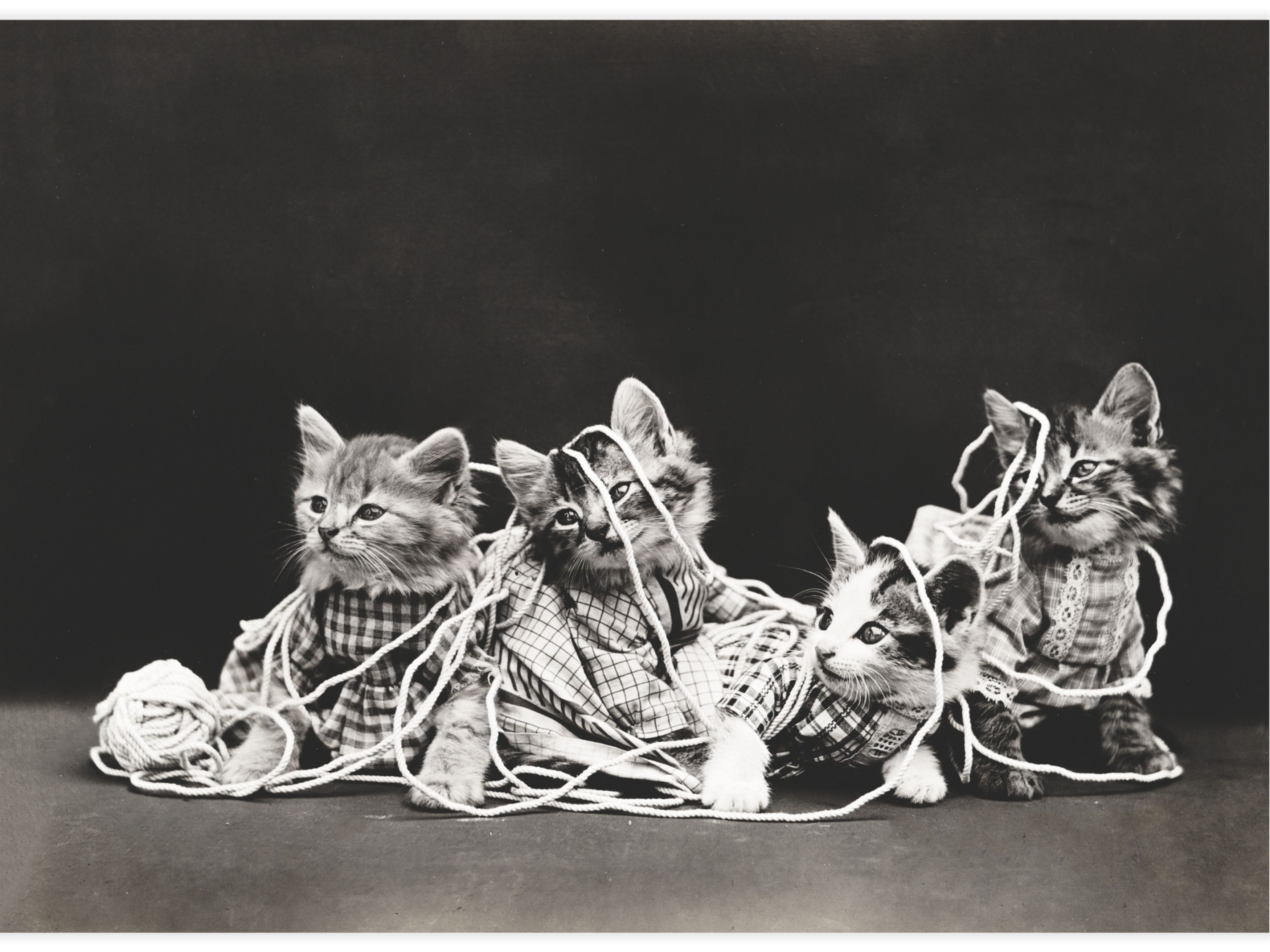 The entanglement Poster