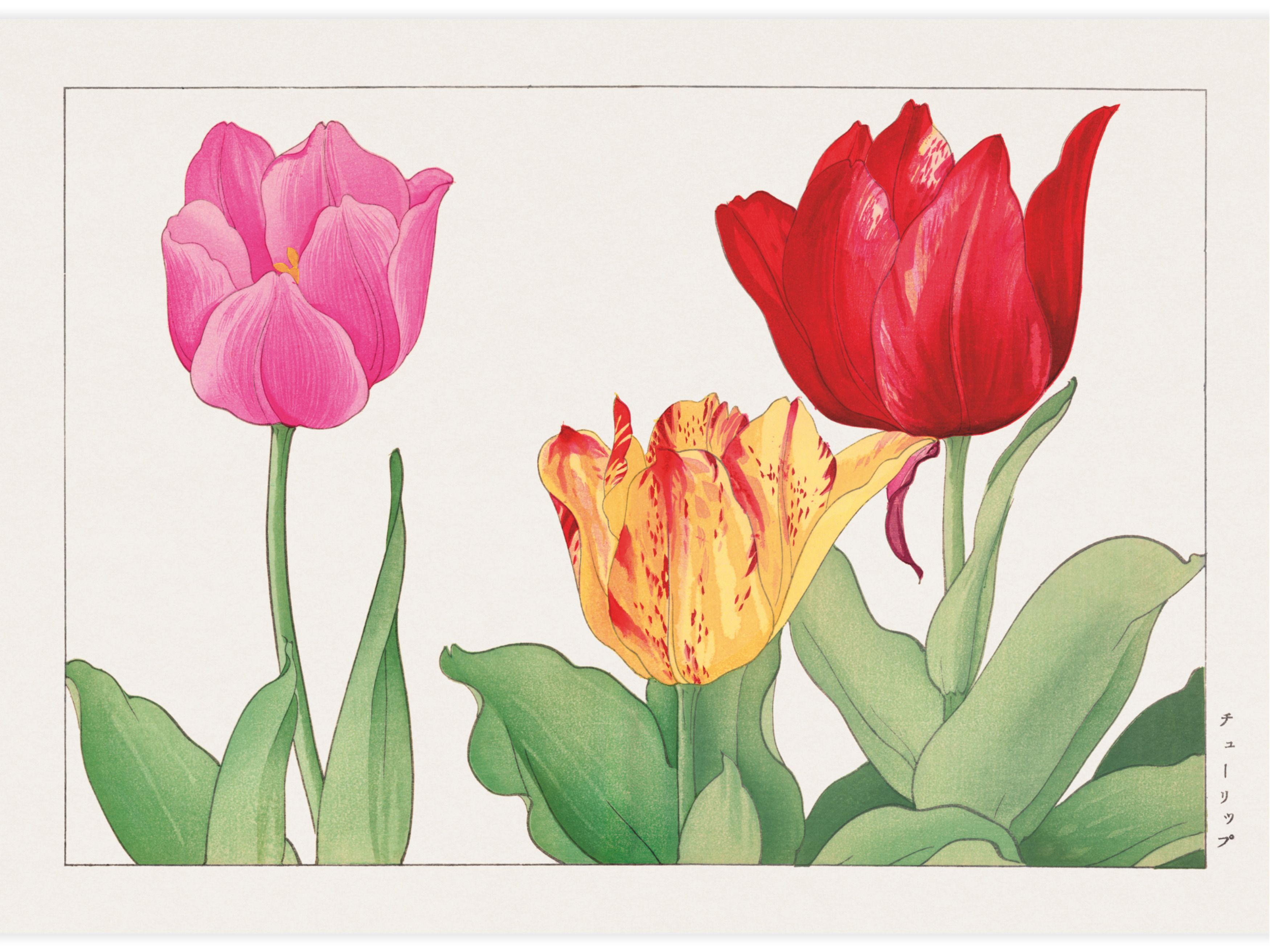 Tulip flower Poster