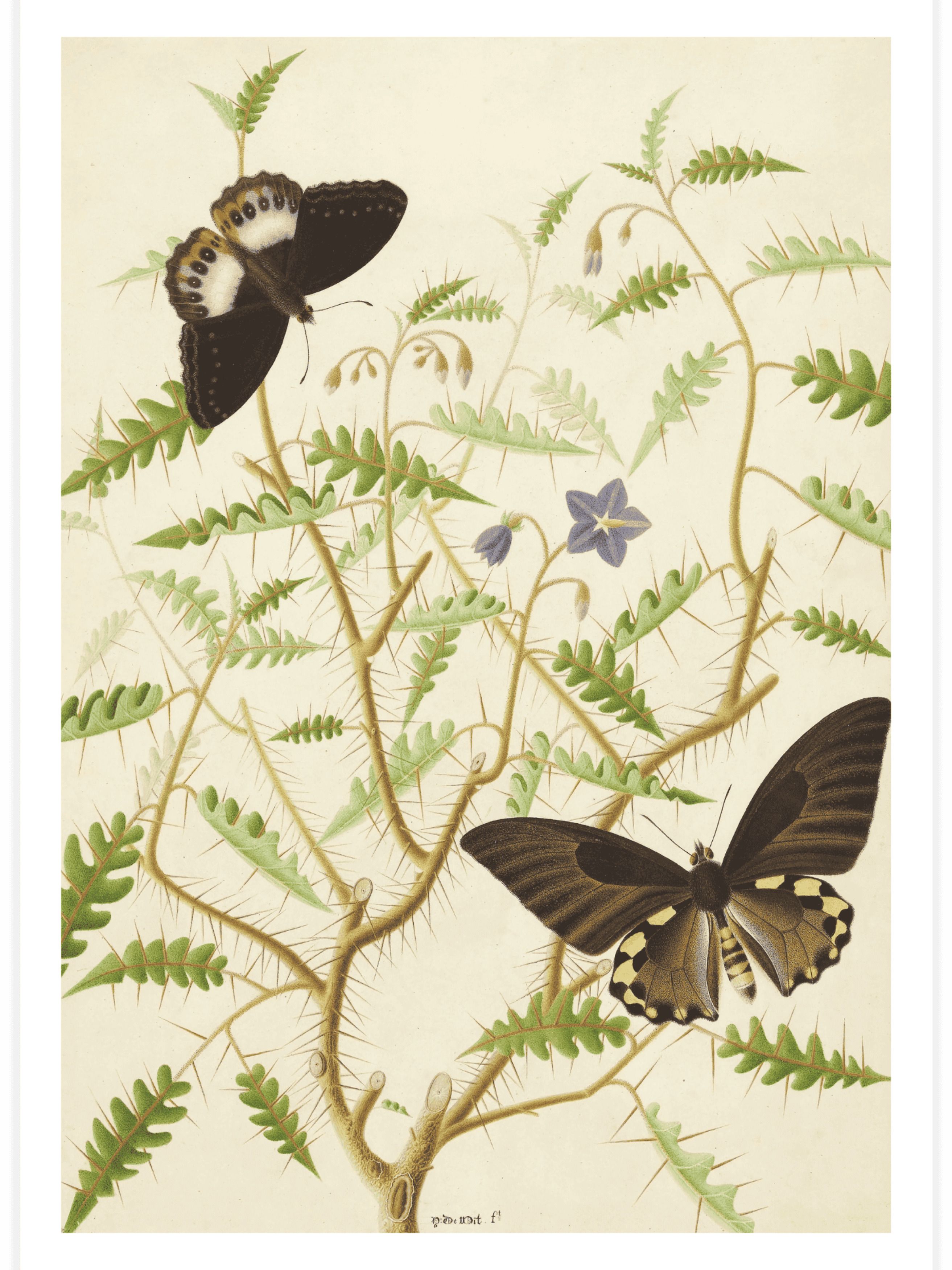 Two Exotic Butterflies Poster