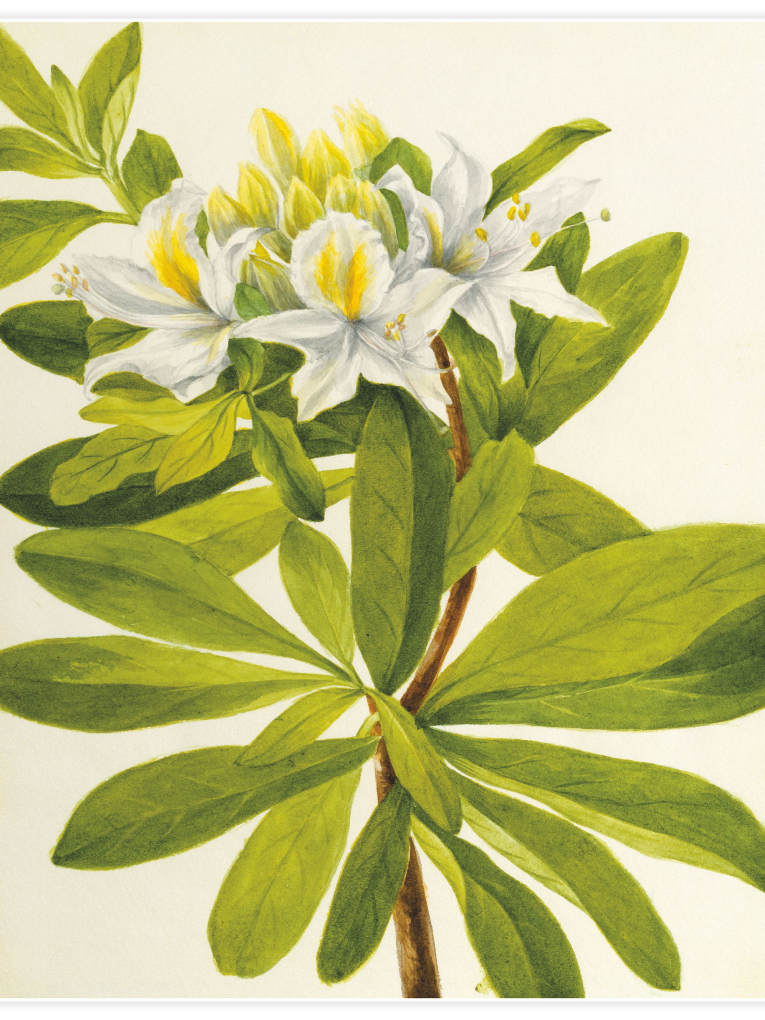 Western Azalea Poster