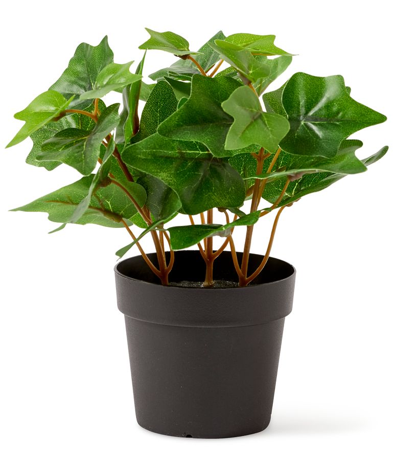 Murgröna Konstväxt i kruka