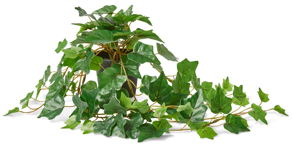 Murgröna Konstväxt i kruka