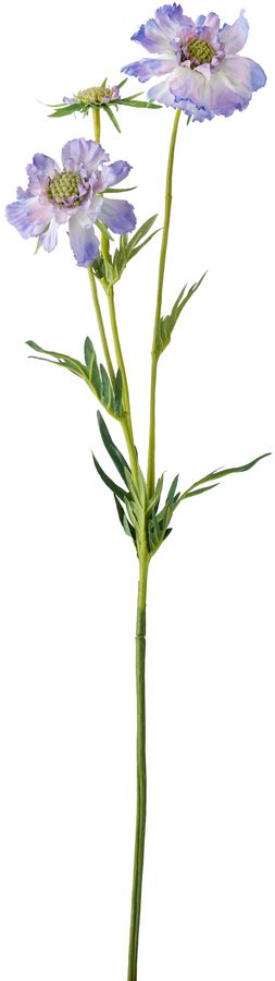 Fältvädd Snittblomma