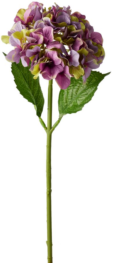 Hortensia Snittblomma