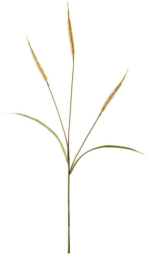 Fjäderborstgräs Snittblomma