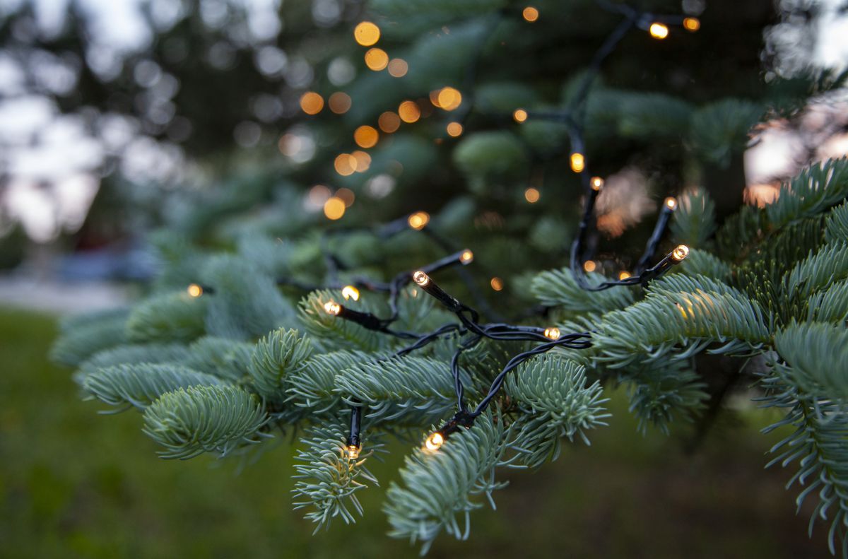 Loop Ljusslinga view 3