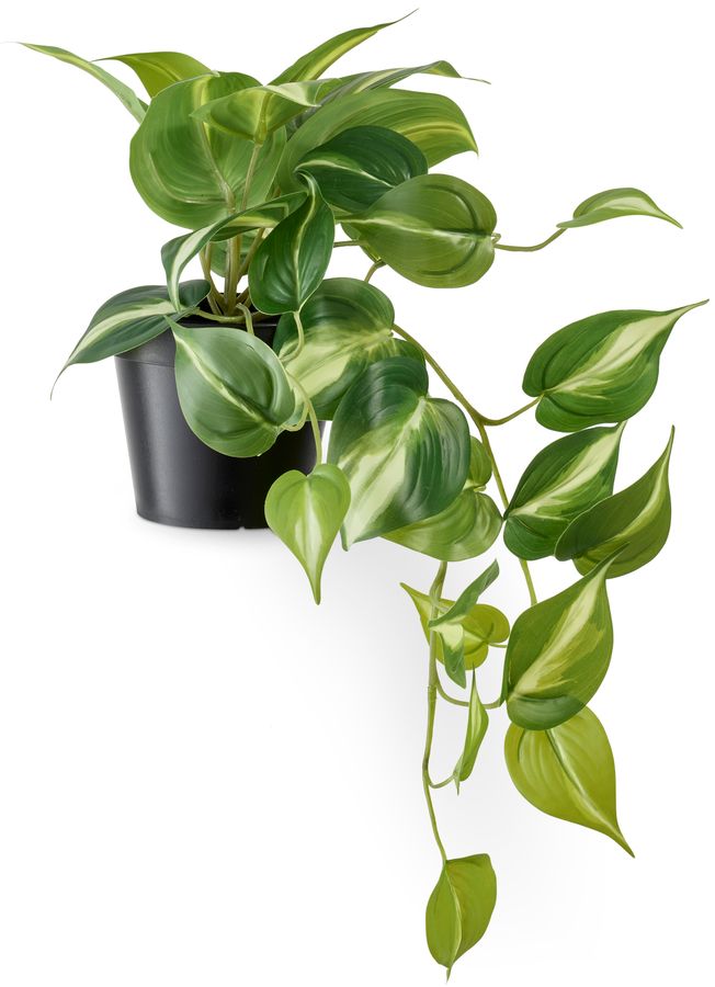 Gullranka Konstväxt i kruka