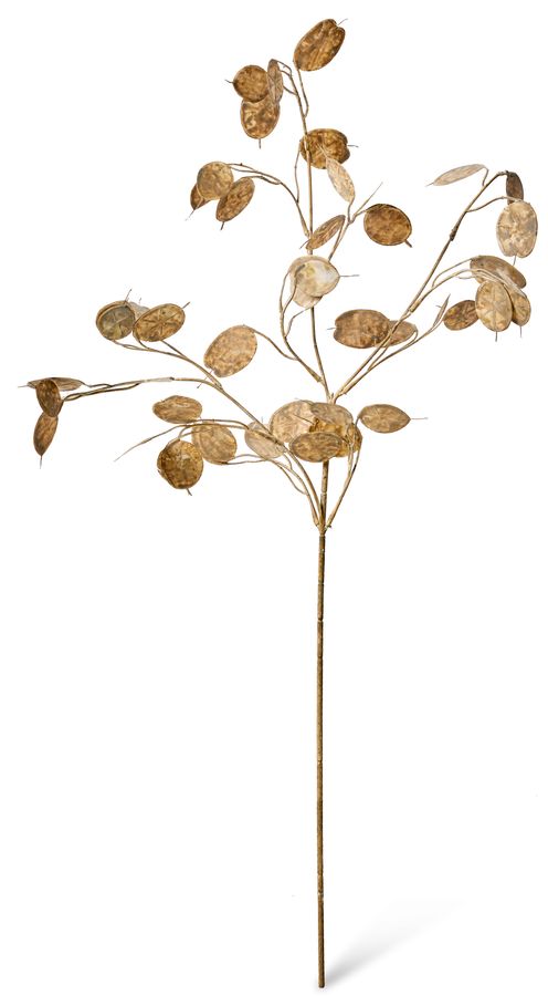 Penningblomma Snittblomma