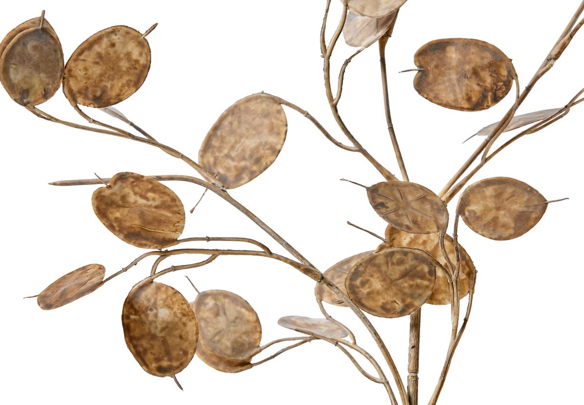 Penningblomma Snittblomma view 2