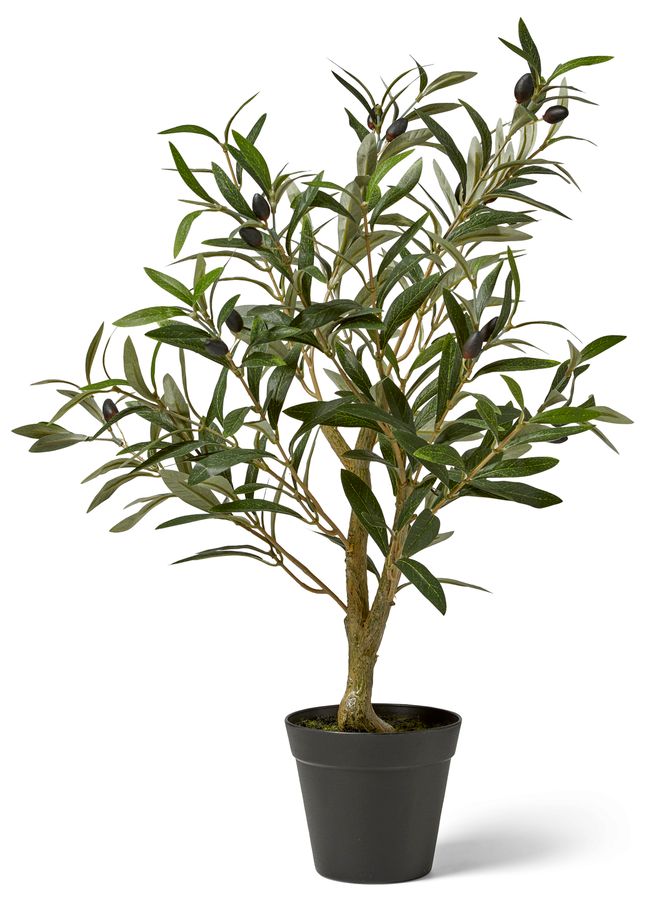 Olivträd Konstväxt i kruka