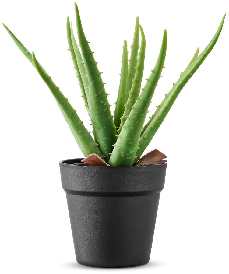 Aloe Vera Konstväxt i kruka