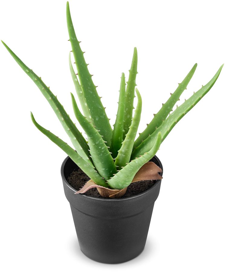 Aloe Vera Konstväxt i kruka view 2