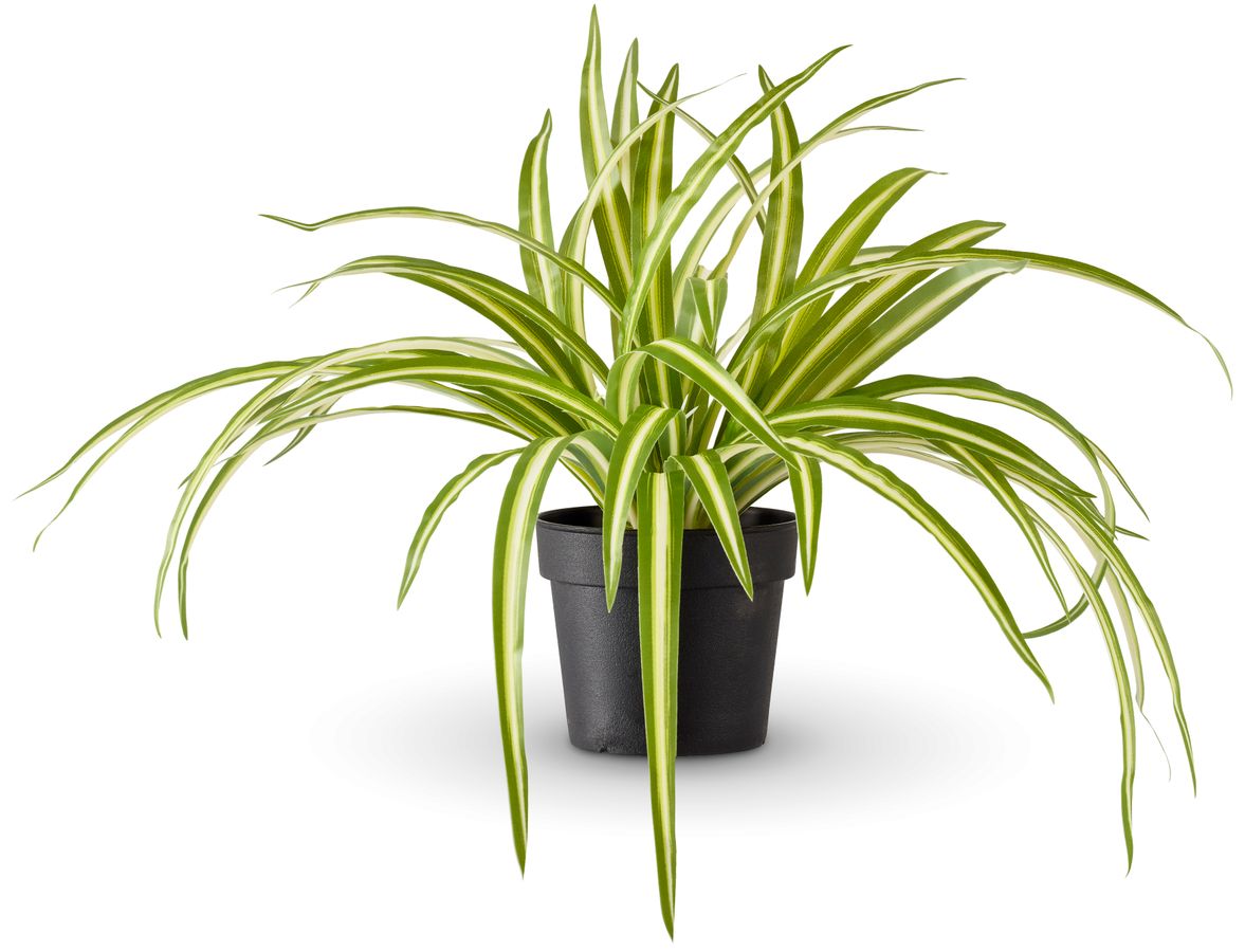 Ampellilja Konstväxt i kruka