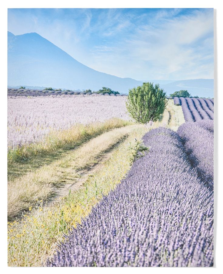 Lavender Field Poster