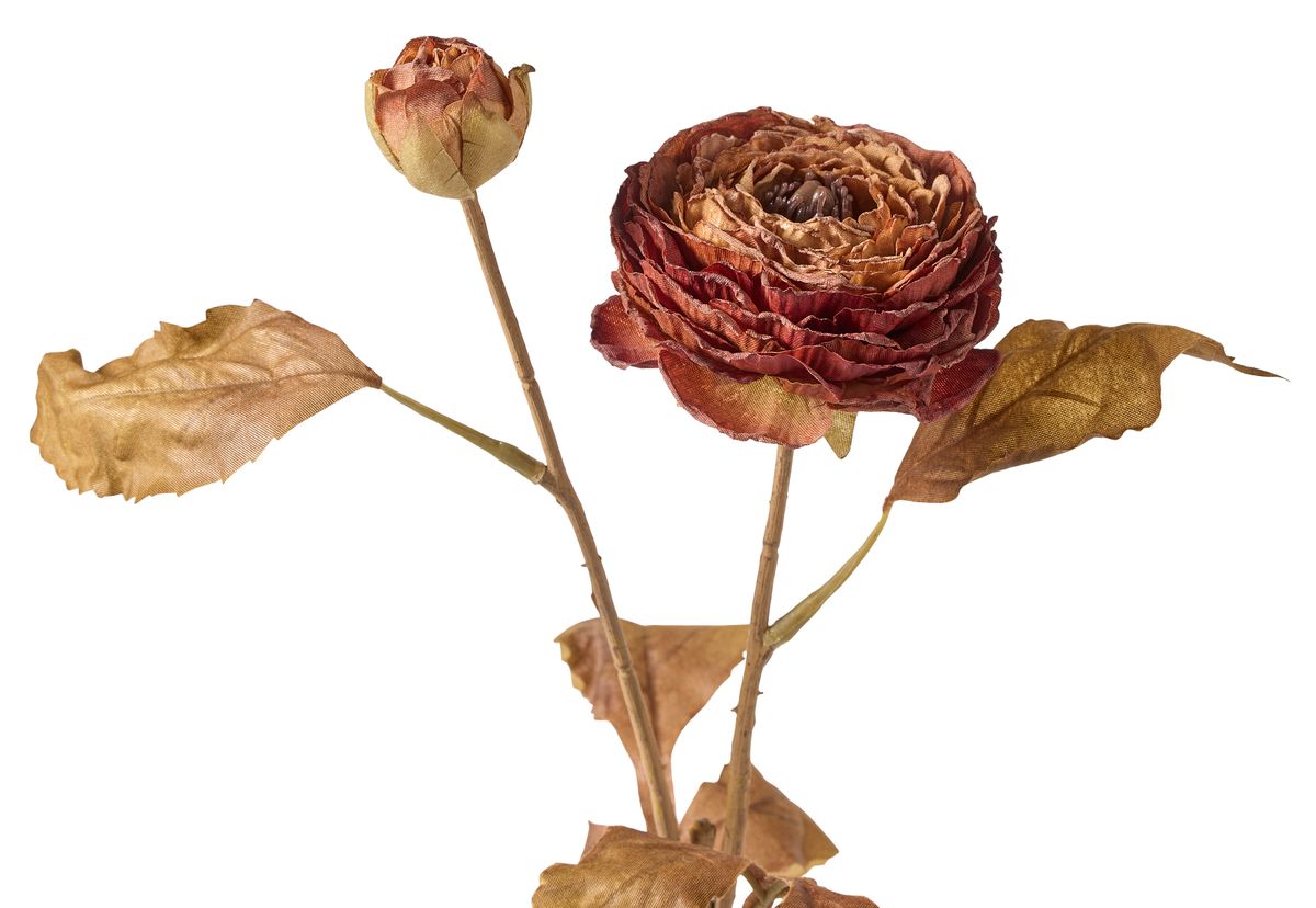 Ranunkel Konstväxt view 2