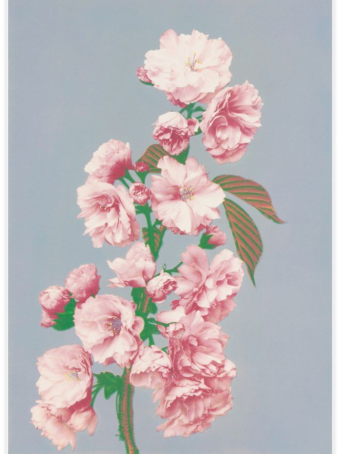 Cherry Blossom Poster