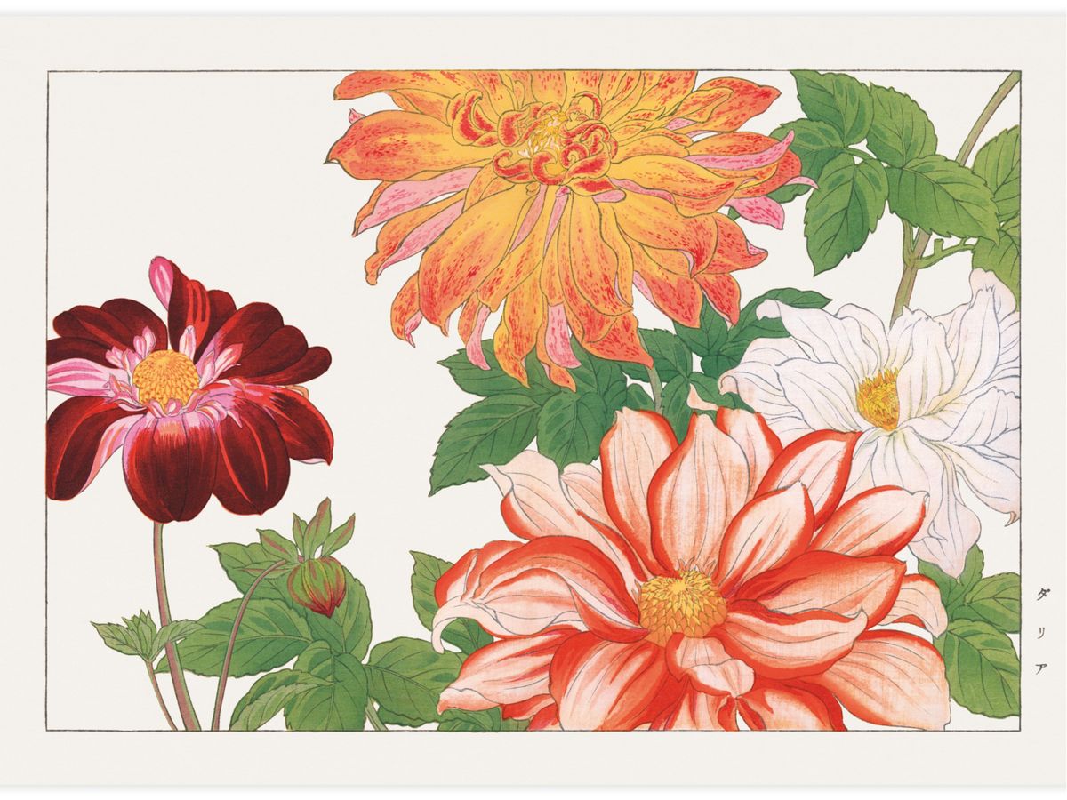 Dahlia flower Poster